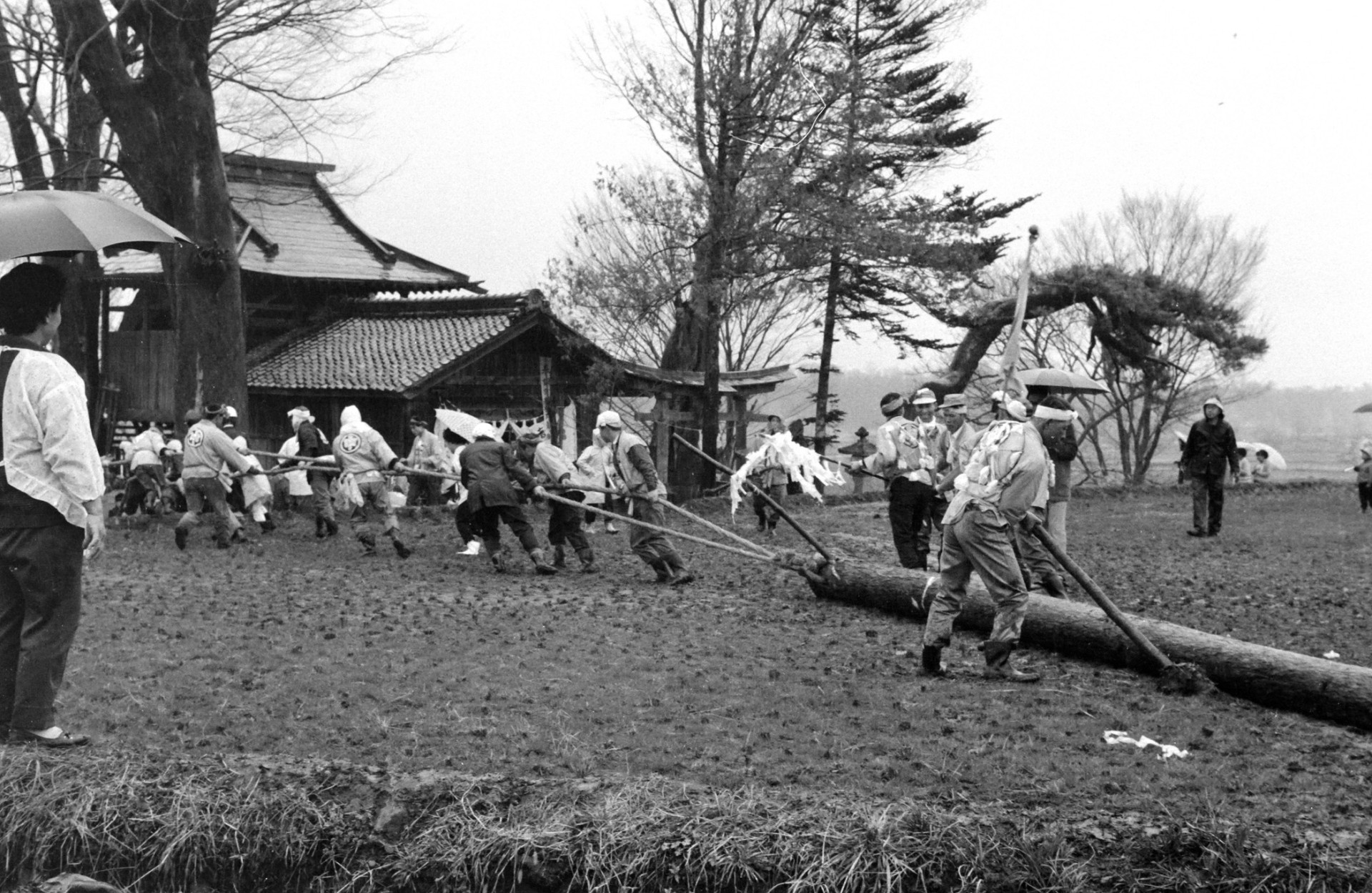 今岡諏訪神社御柱祭（昭和43年）②