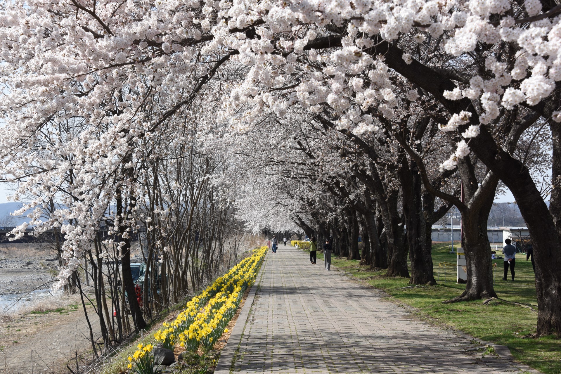 さくラさく小径　桜①（令和4年）