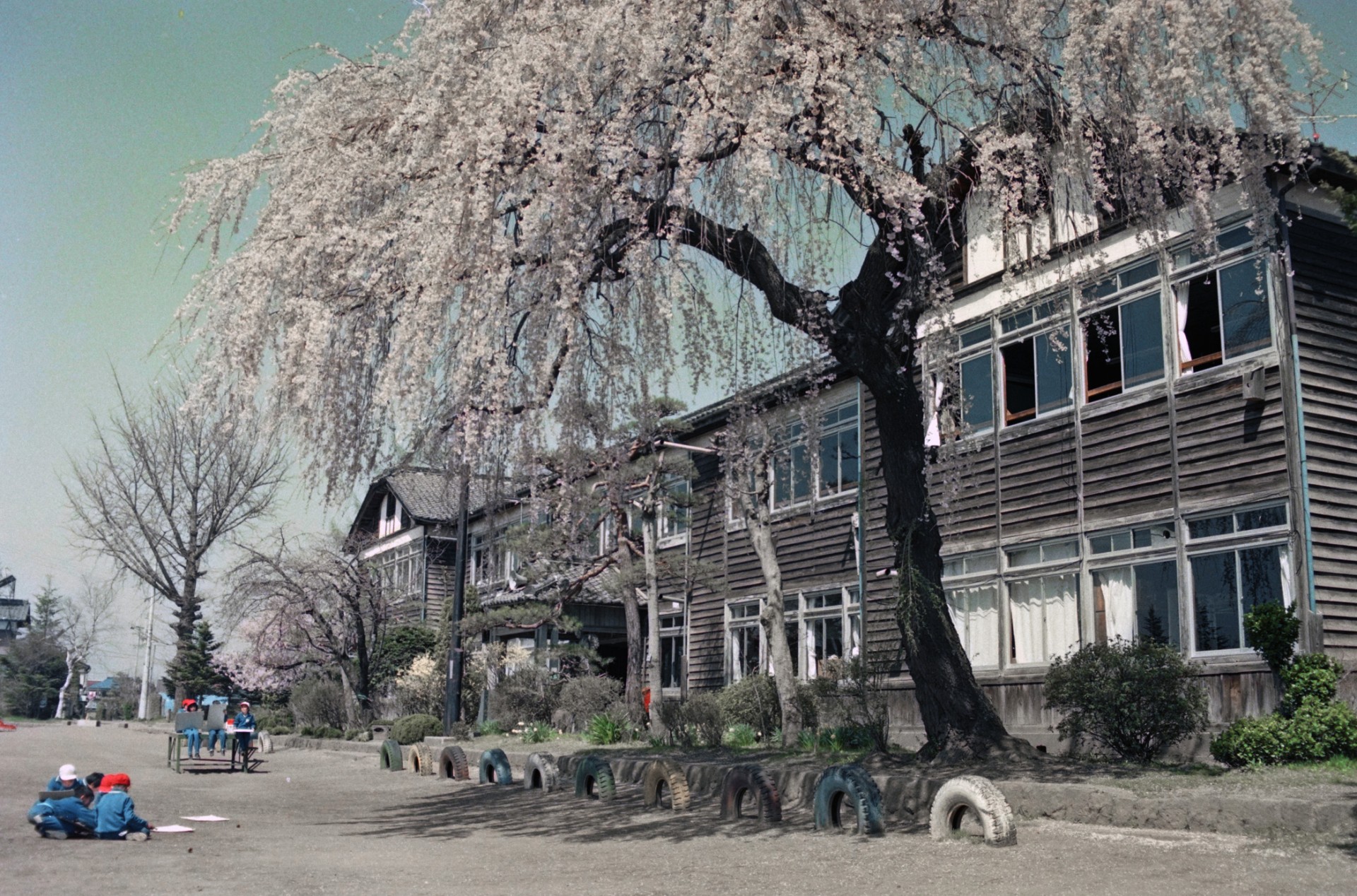 三井小学校と桜の風景