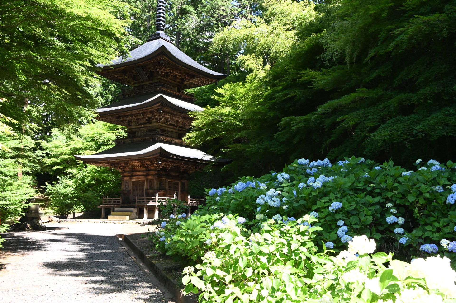 貞祥寺　あじさい③（令和2年）