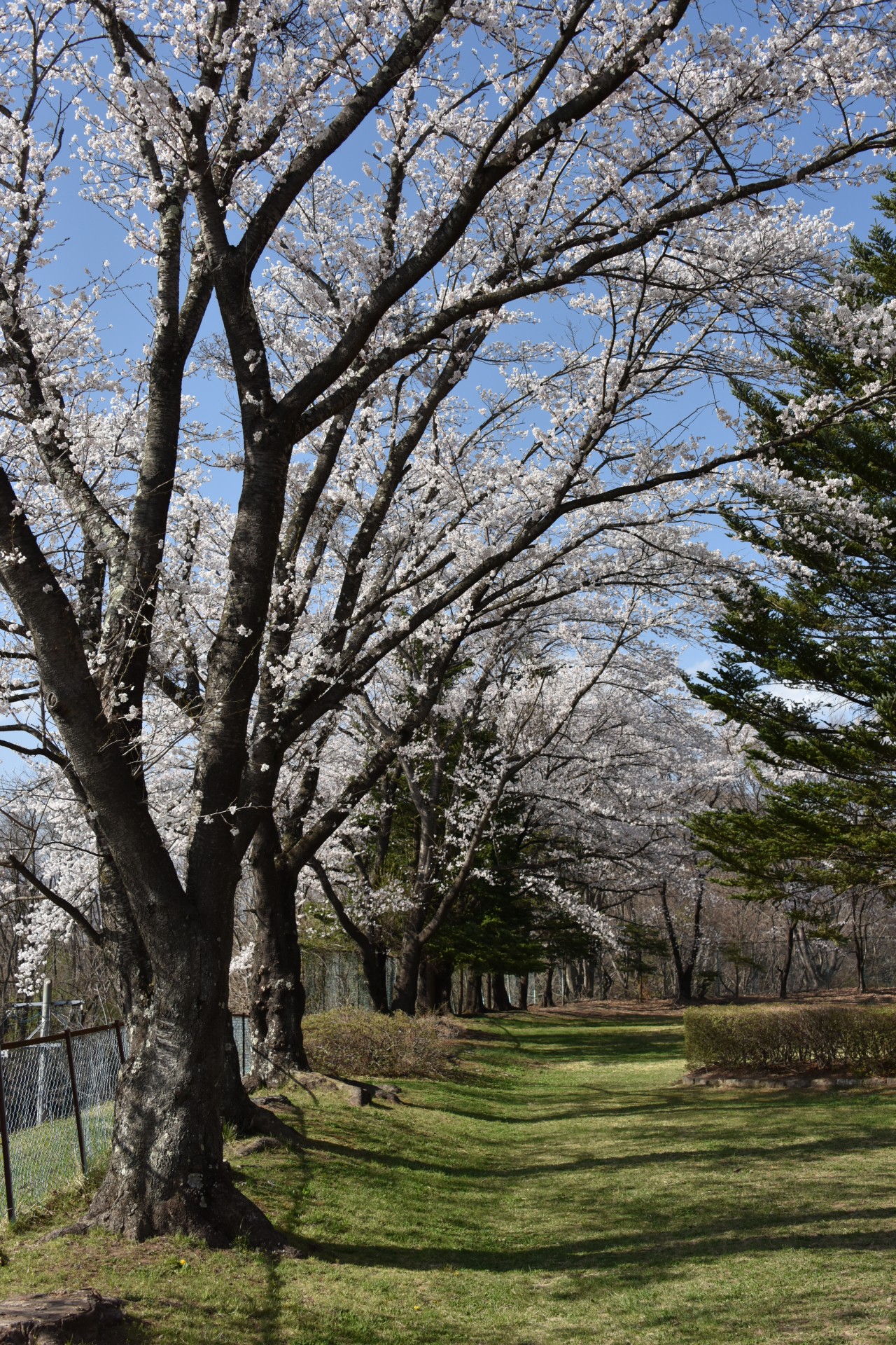 王城公園　桜④