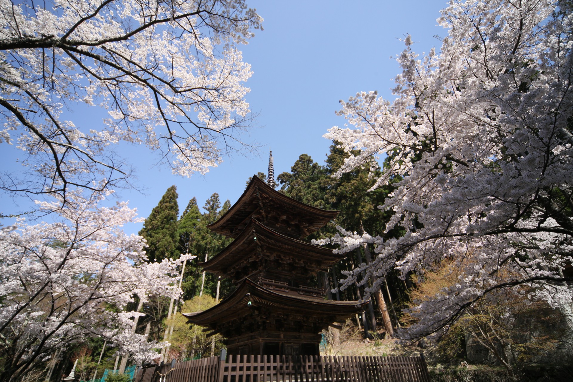 貞祥寺　桜