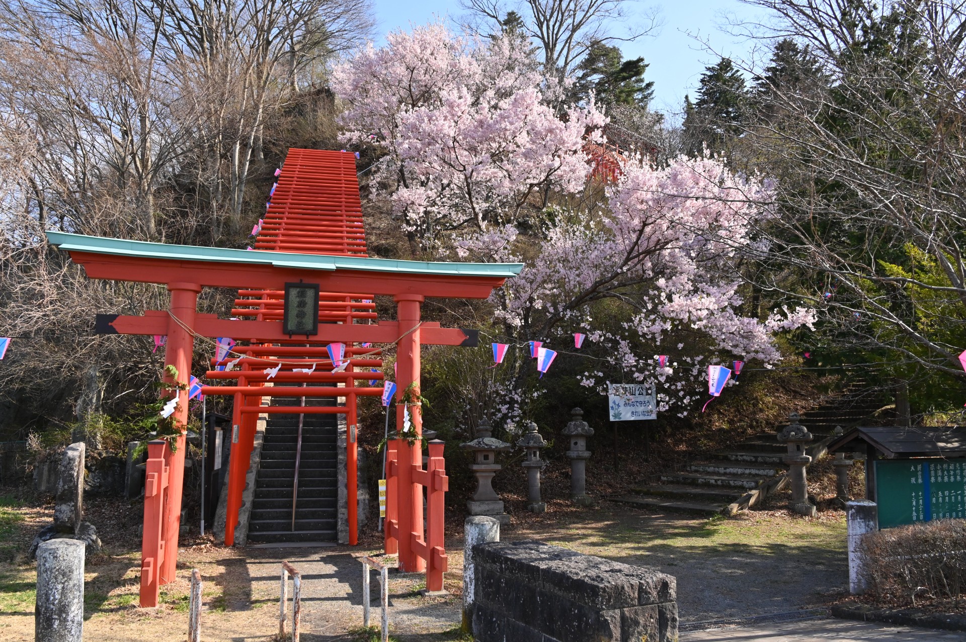 稲荷山公園　桜⑥