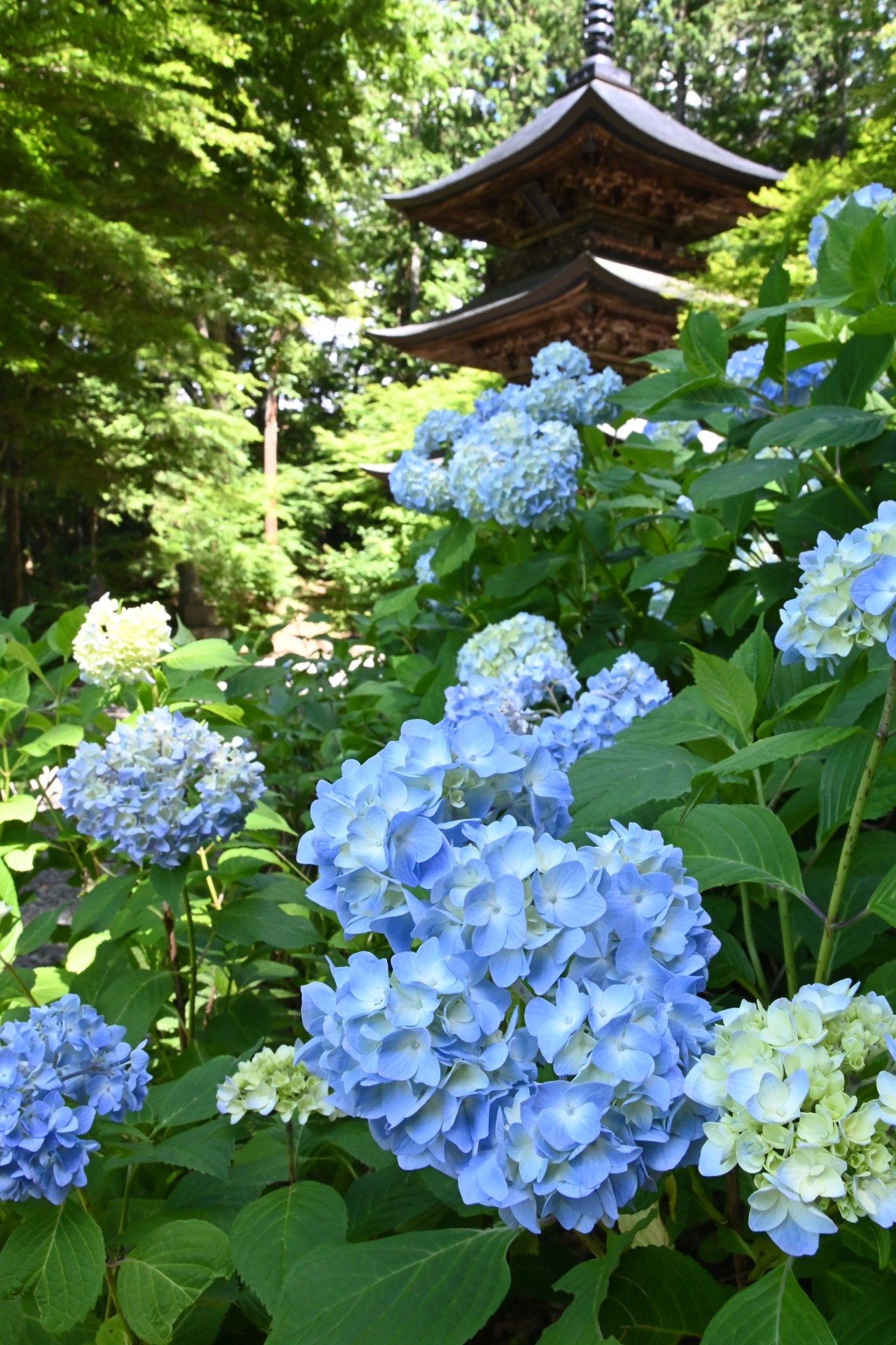 貞祥寺　あじさい②（令和2年）