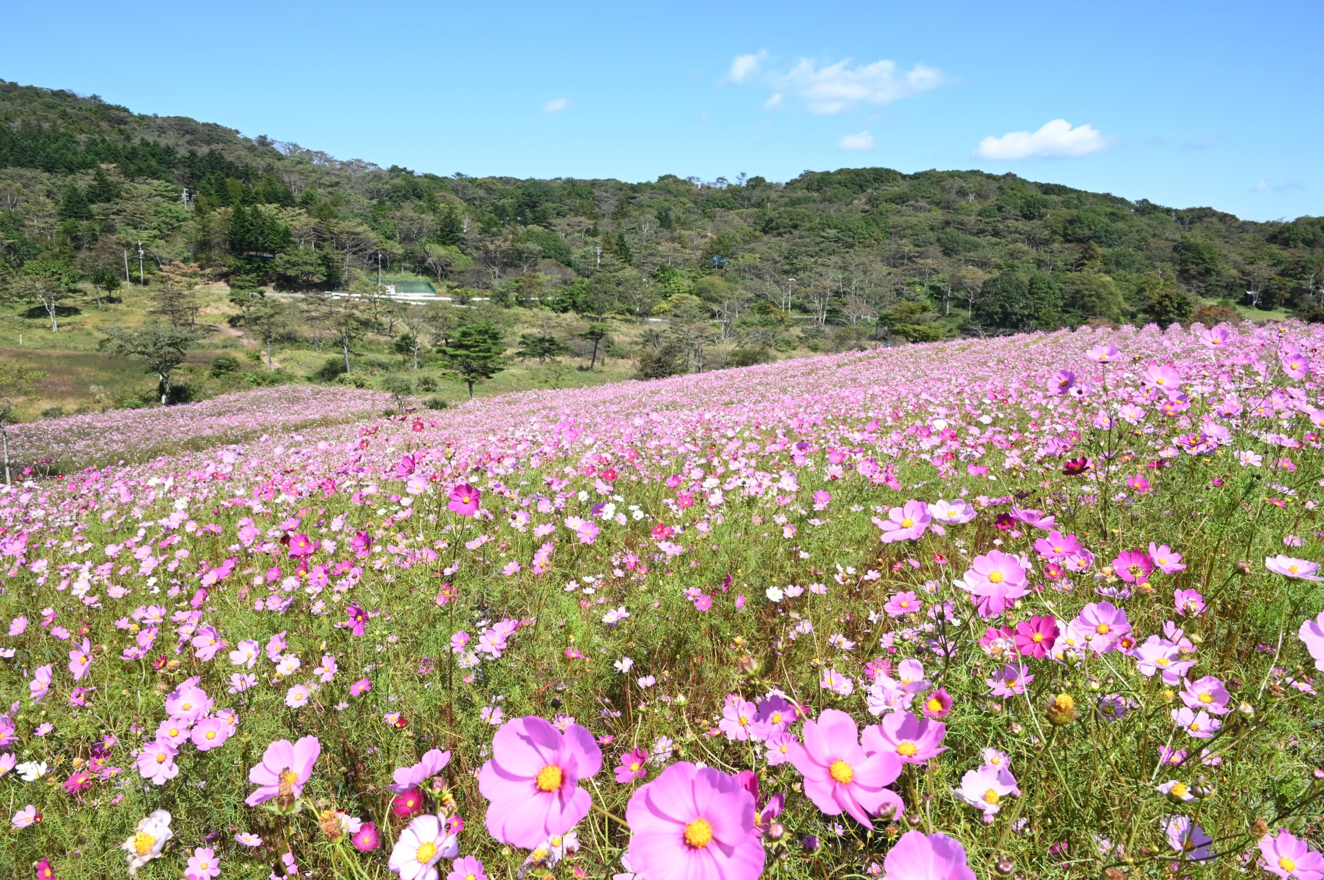 大コスモス園③（令和４年）