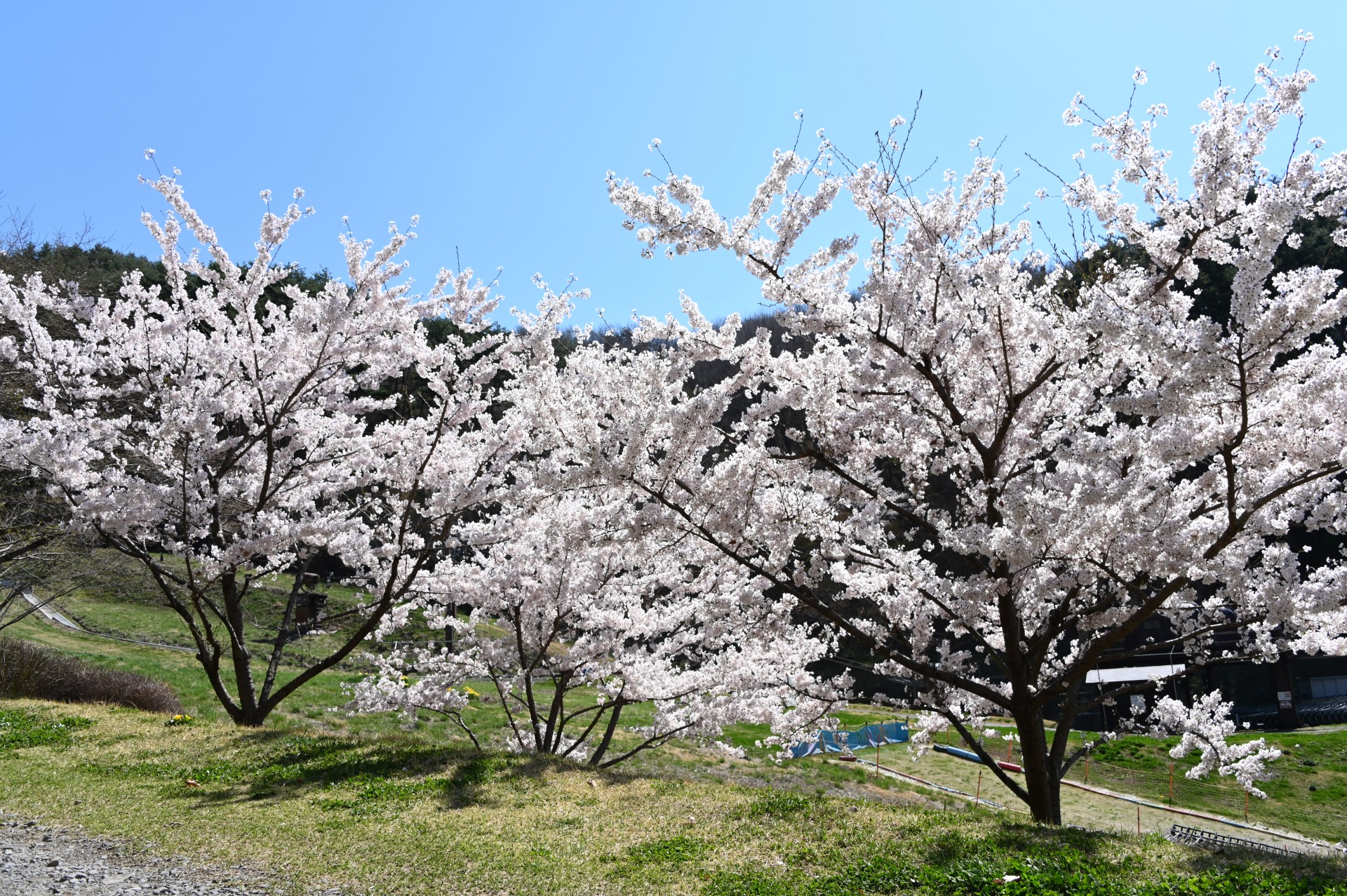 平尾山公園　桜（令和５年）