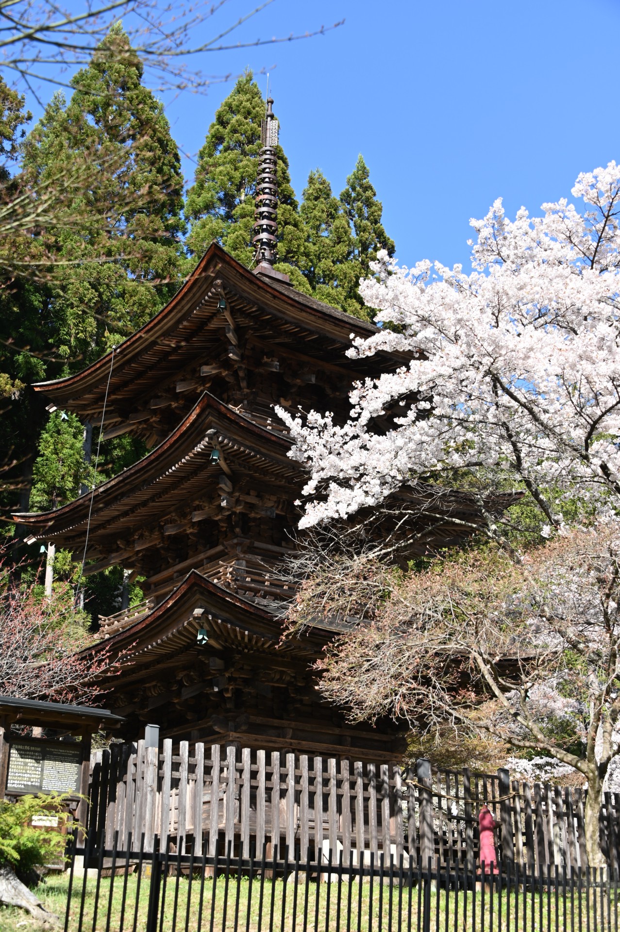 新海三社神社　桜②（令和5年）