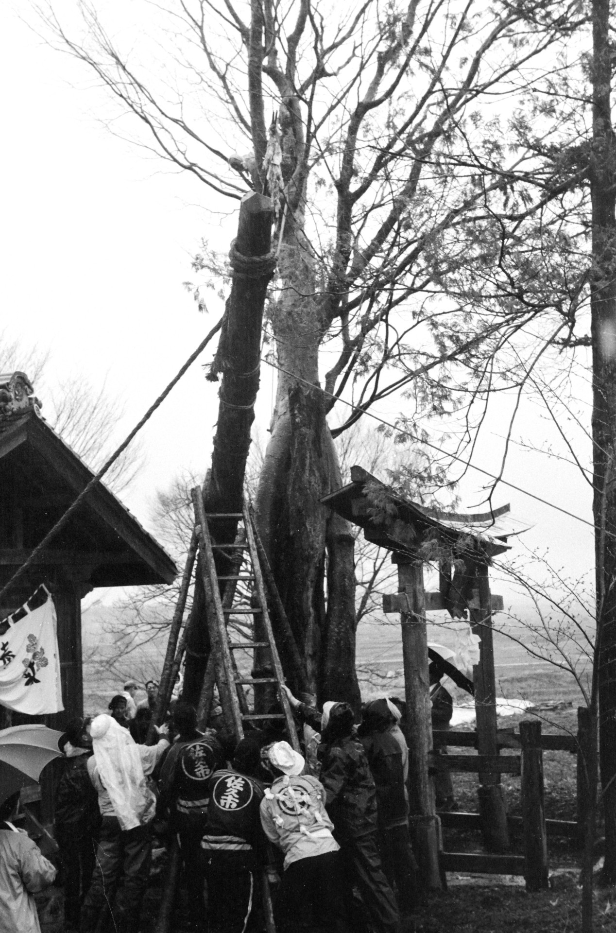 今岡諏訪神社御柱祭（昭和43年）③