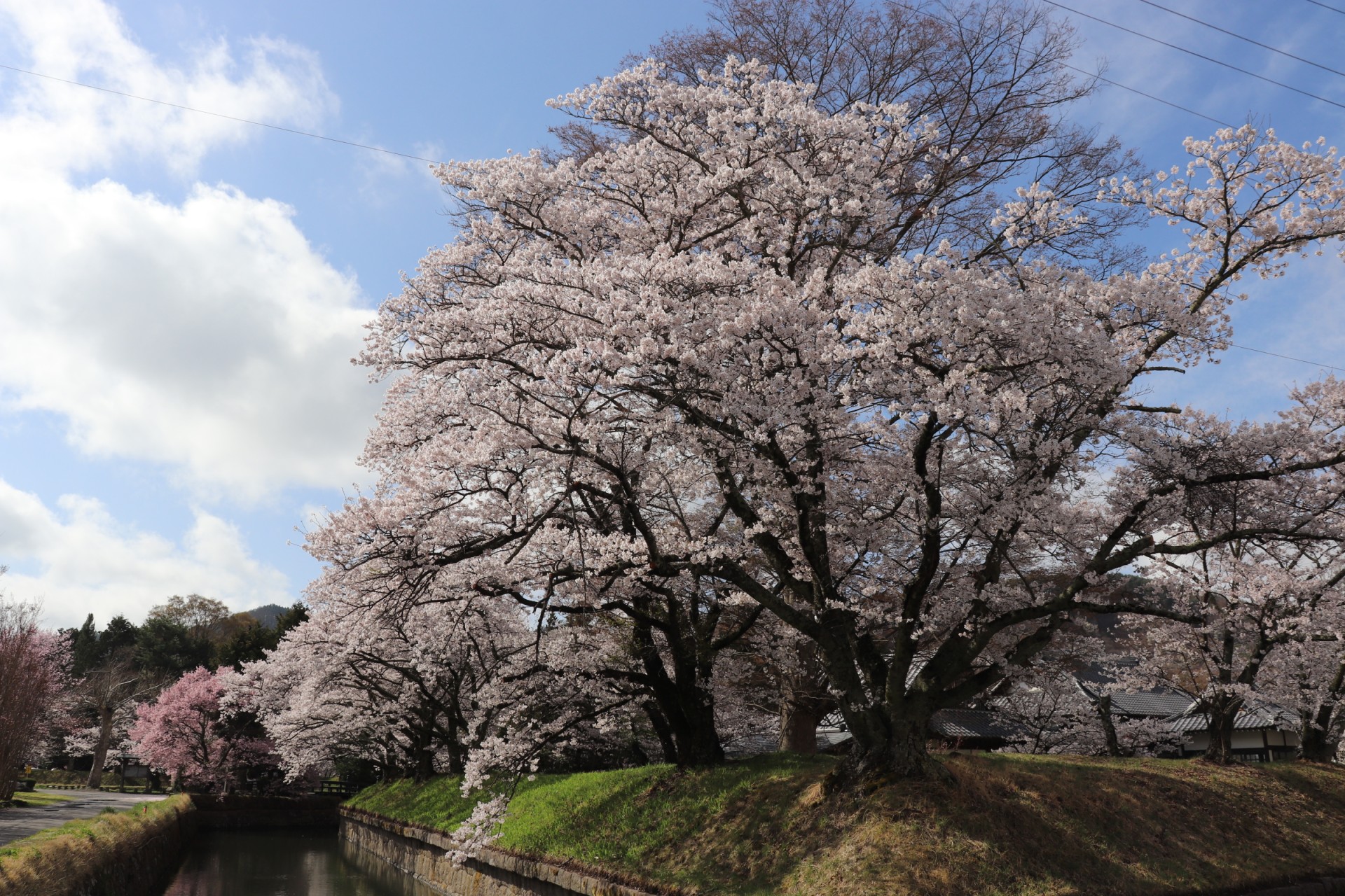 龍岡城五稜郭　桜②（令和5年）