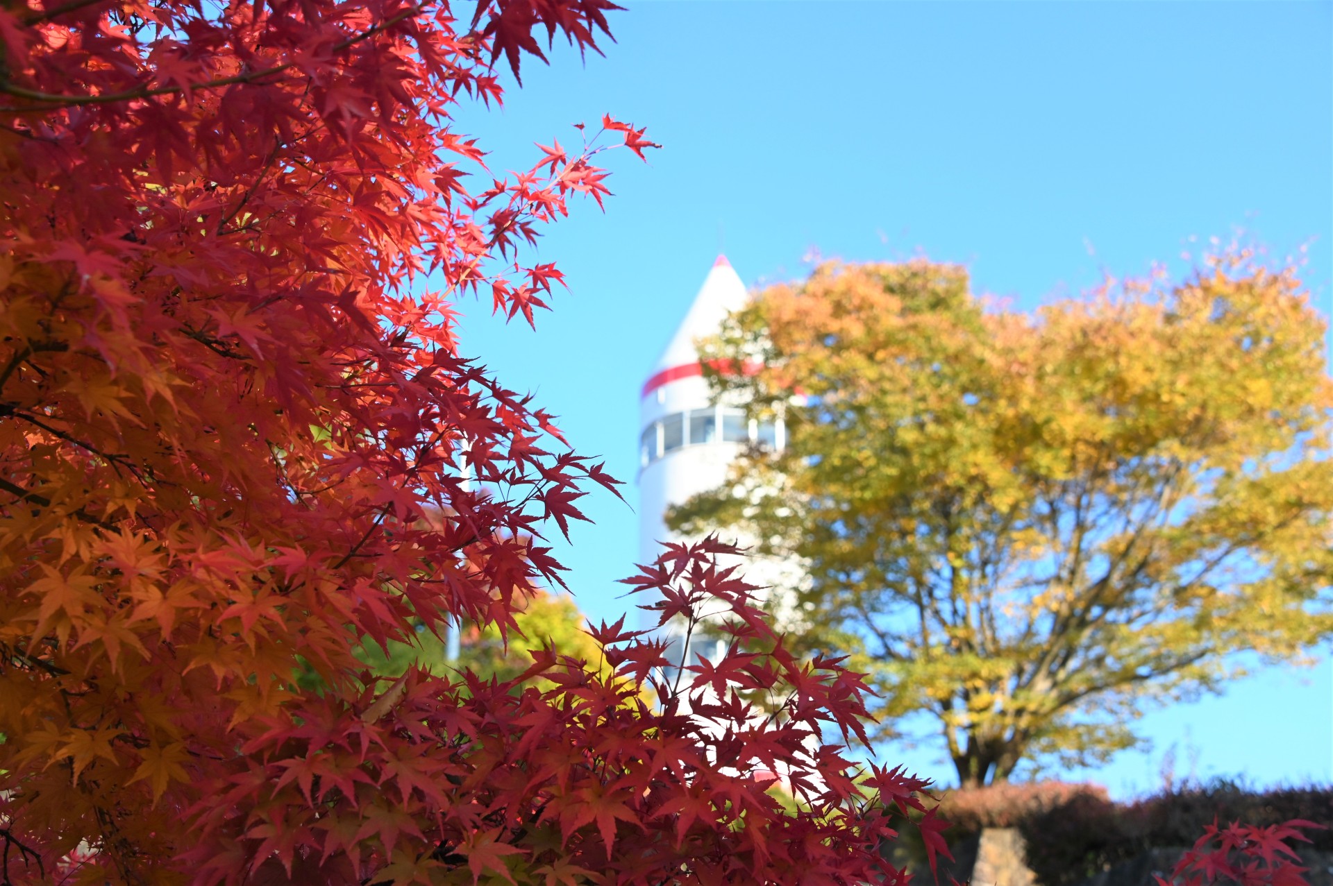 稲荷山公園  紅葉①