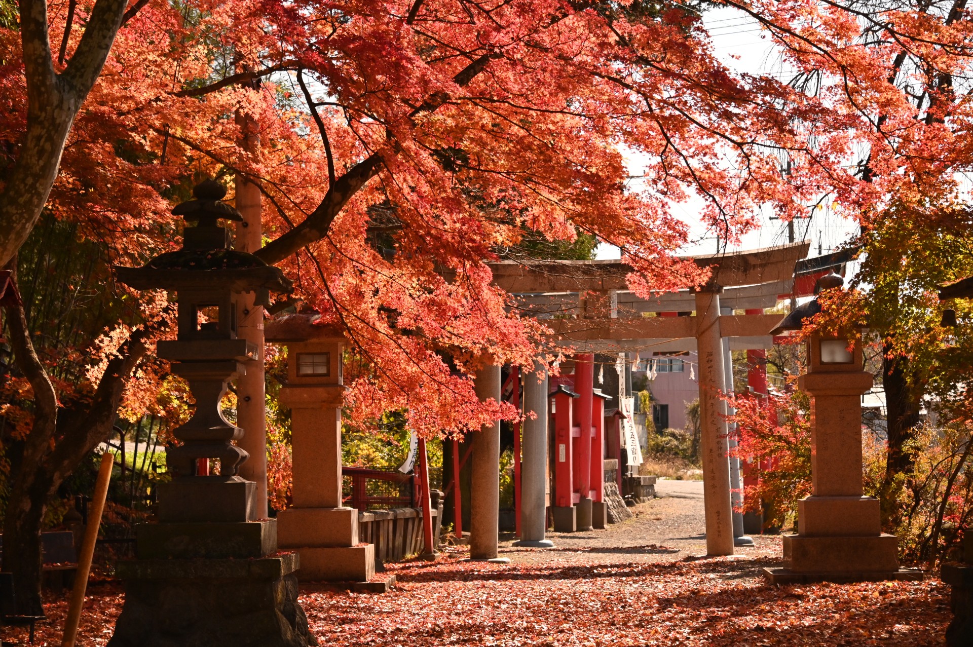 鼻顔稲荷神社  紅葉①