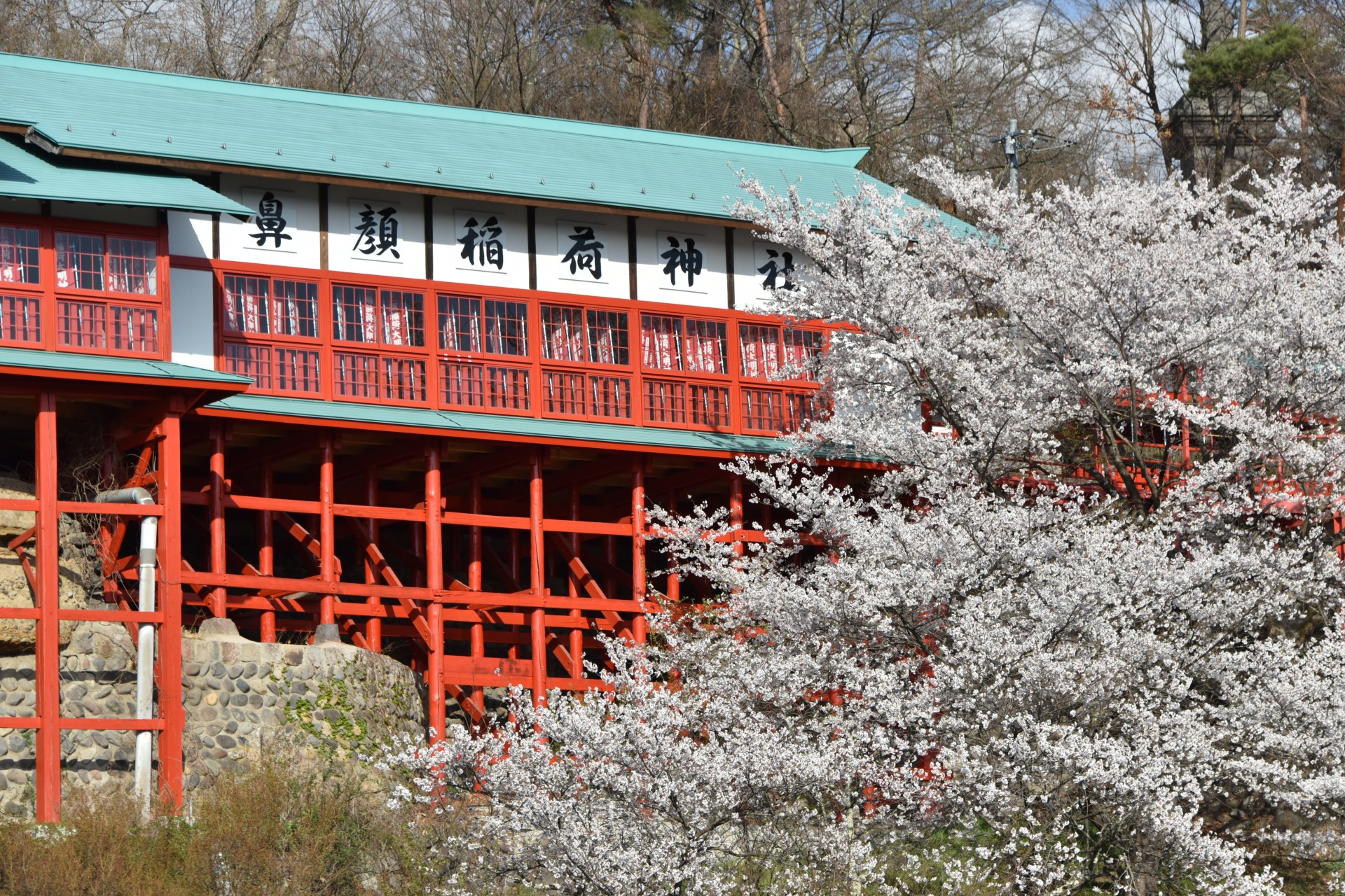 鼻顔稲荷神社　桜②