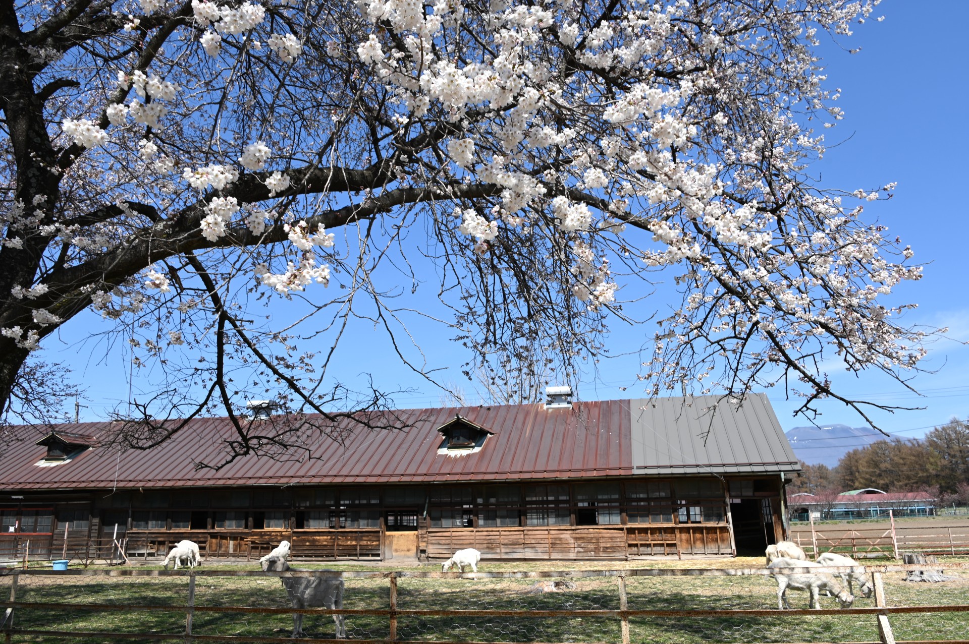 家畜改良センター茨城牧場長野支場　桜（令和３年）
