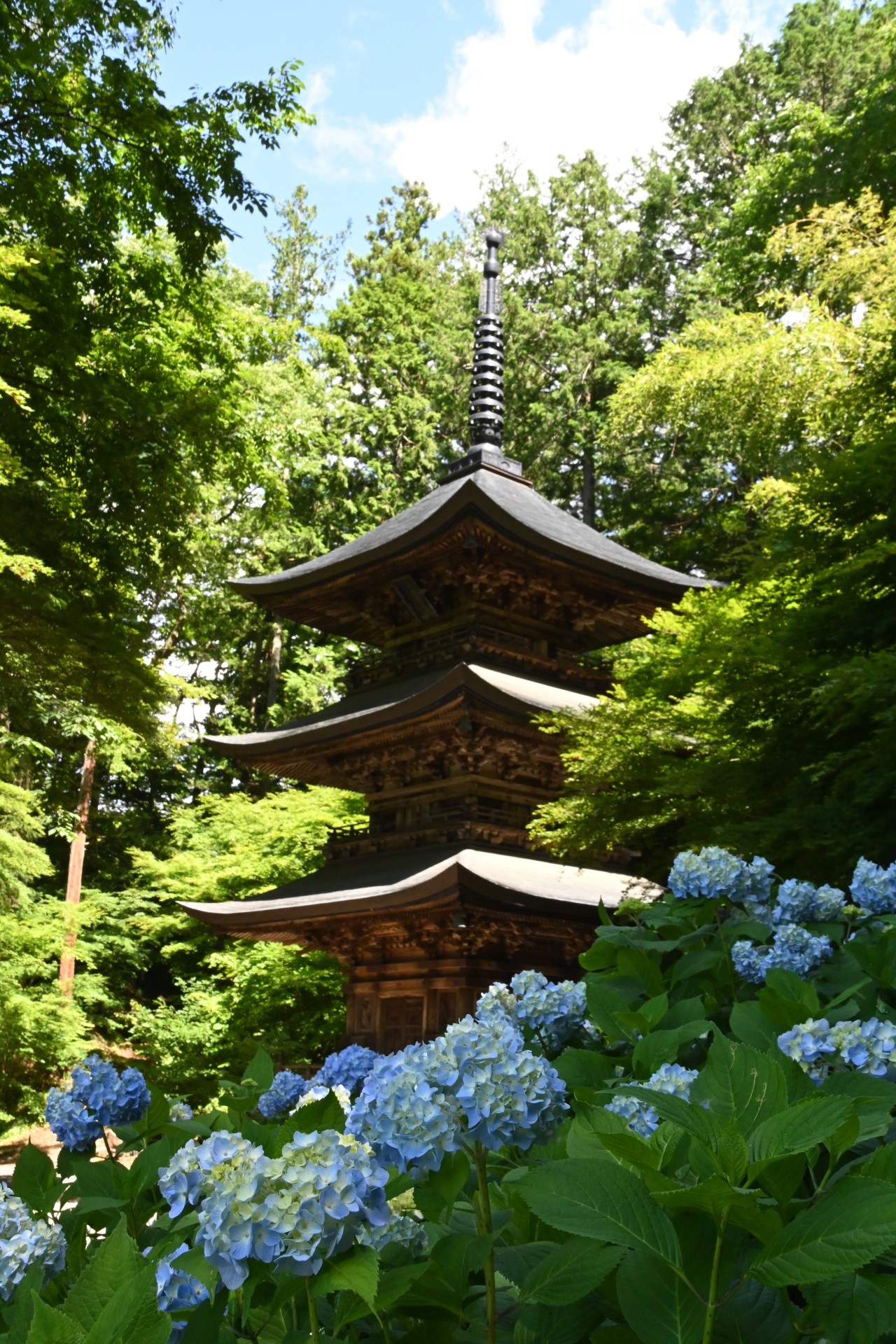 貞祥寺　あじさい①（令和2年）