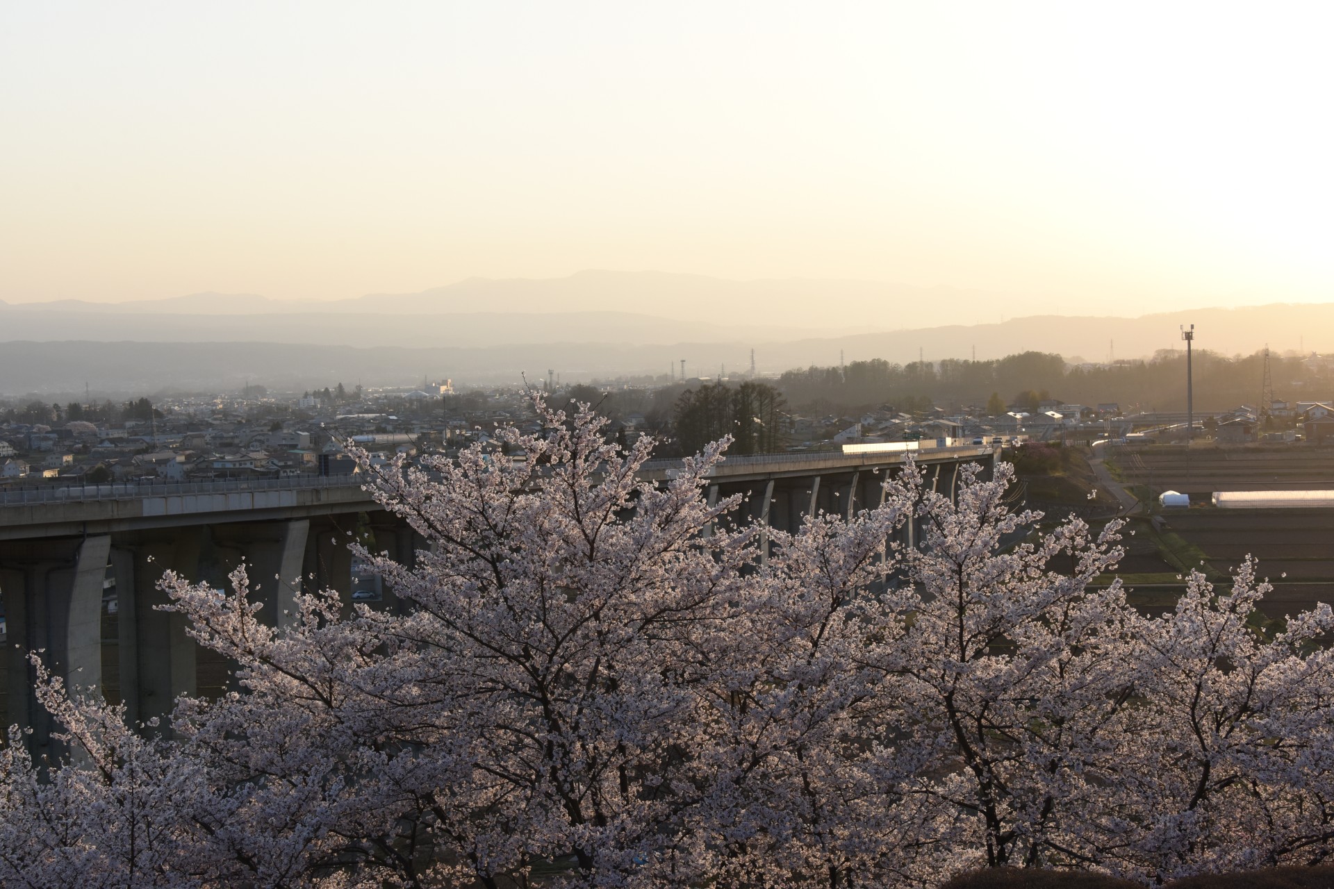 平尾山公園　桜③