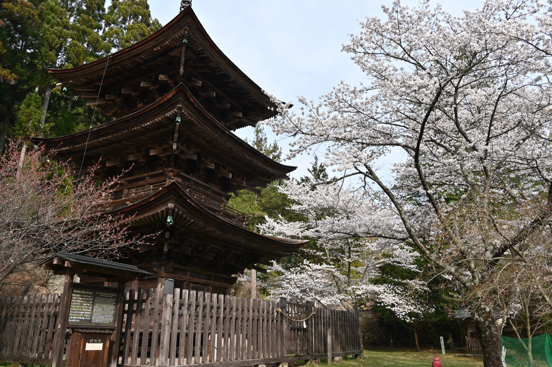 新海三社神社　桜②（令和６年）