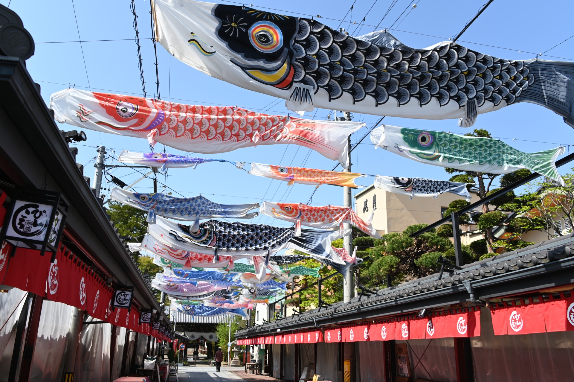 成田山薬師寺　鯉のぼり①（令和5年）