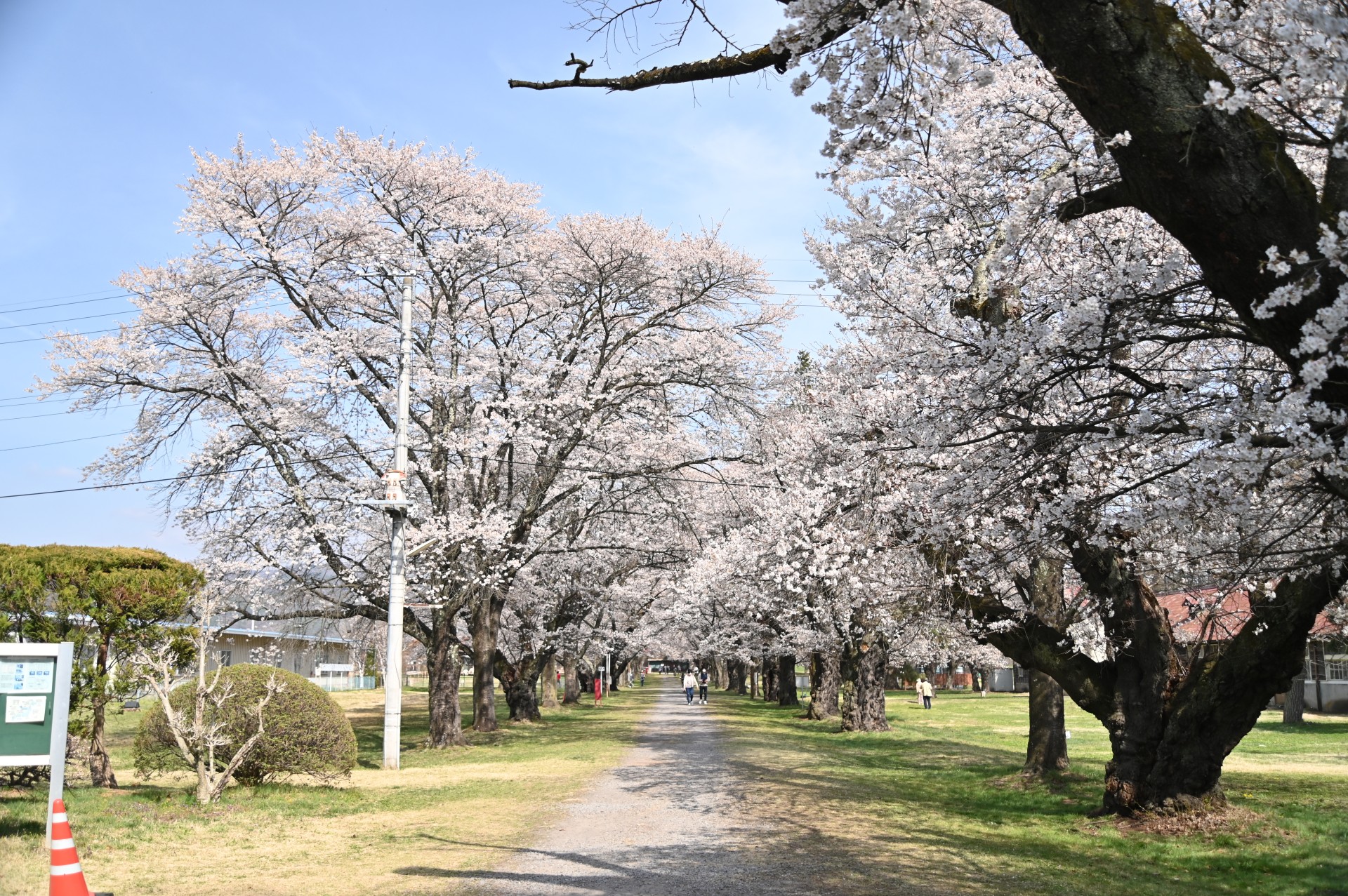 家畜改良センター茨城牧場長野支場　桜②（令和３年）