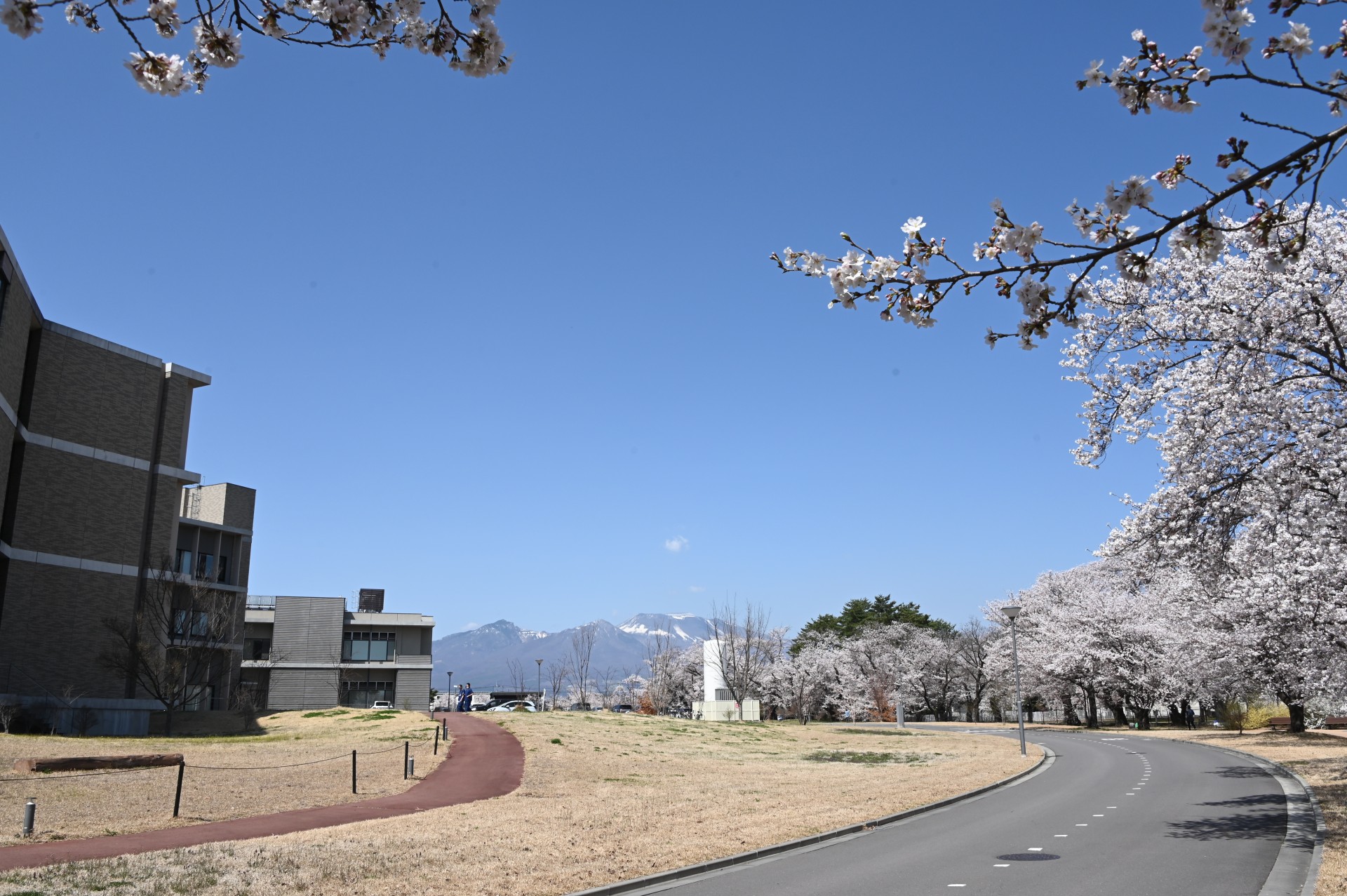 佐久医療センター　桜③（令和4年）