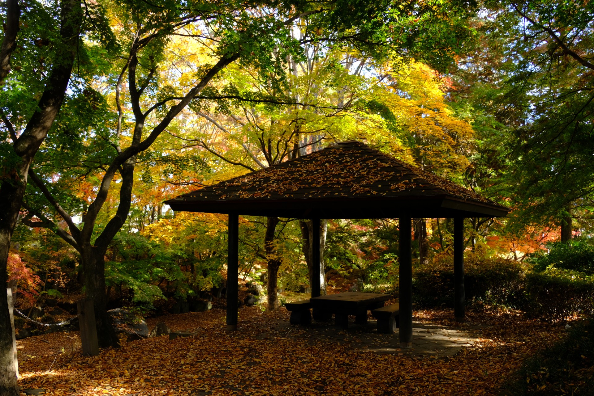 中嶋公園　紅葉②（平成３０年）