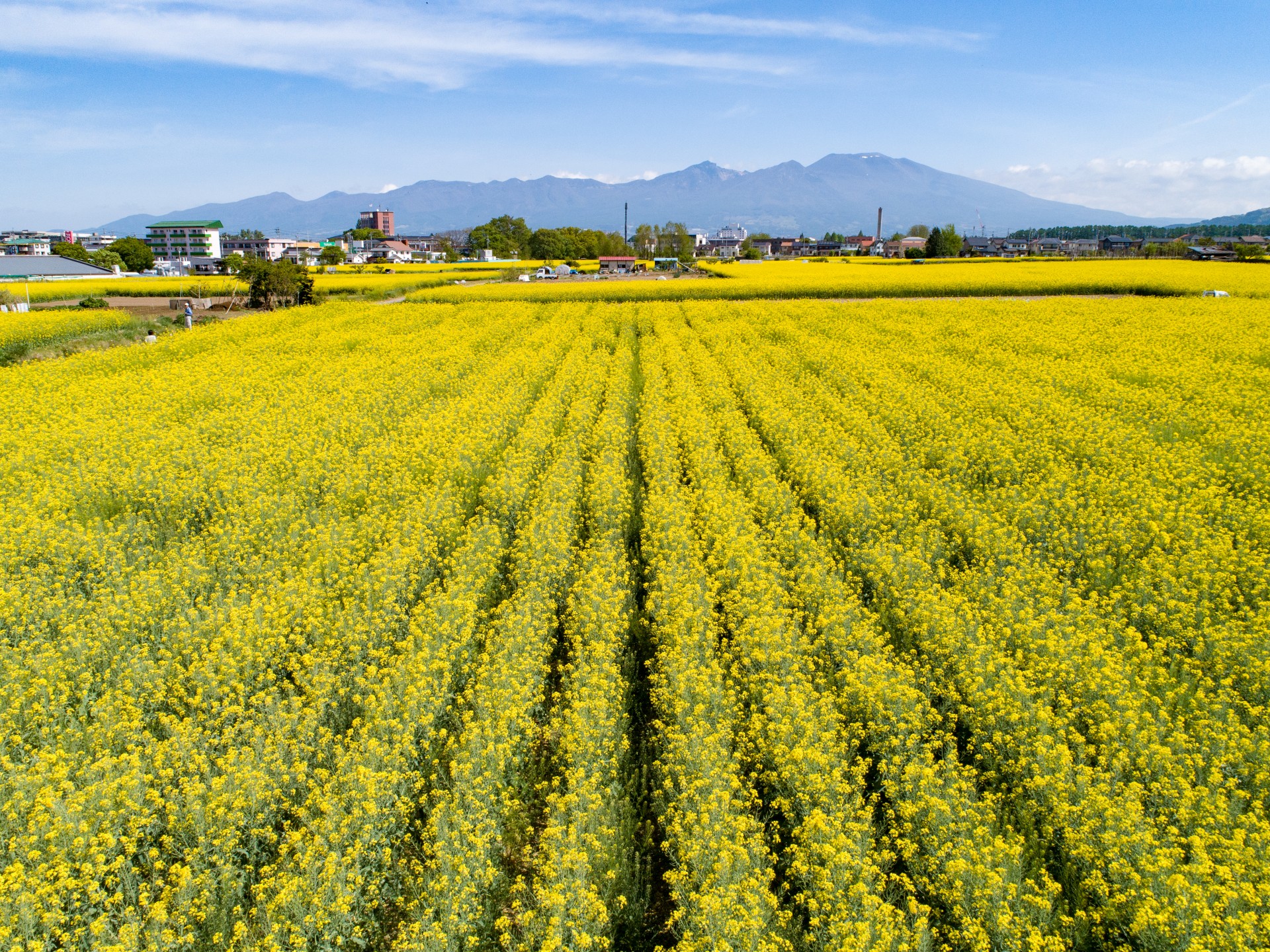 菜の花畑③（令和２年）