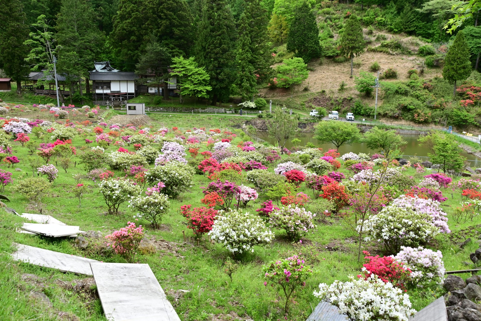 山田つつじ園③