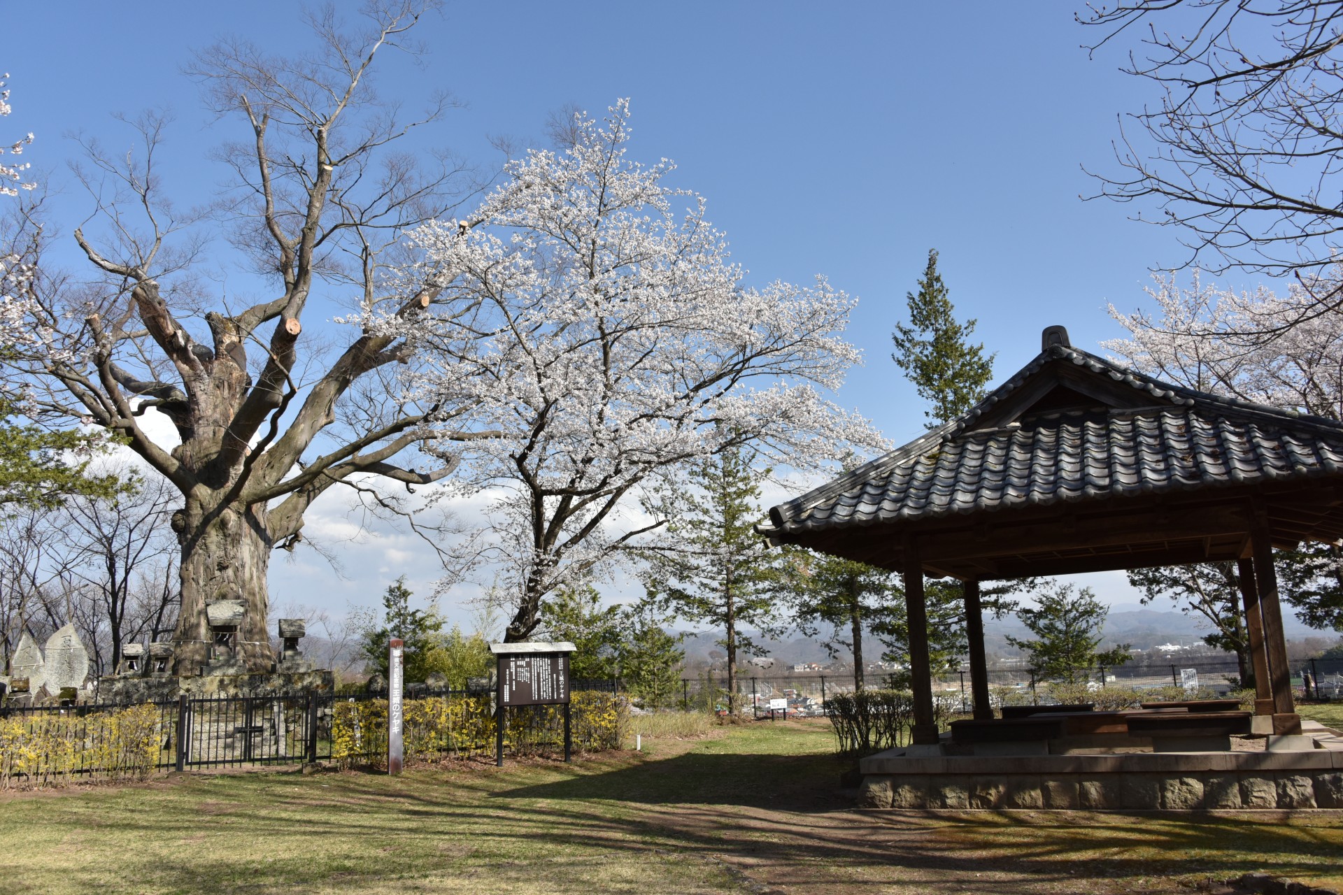 王城公園　桜②