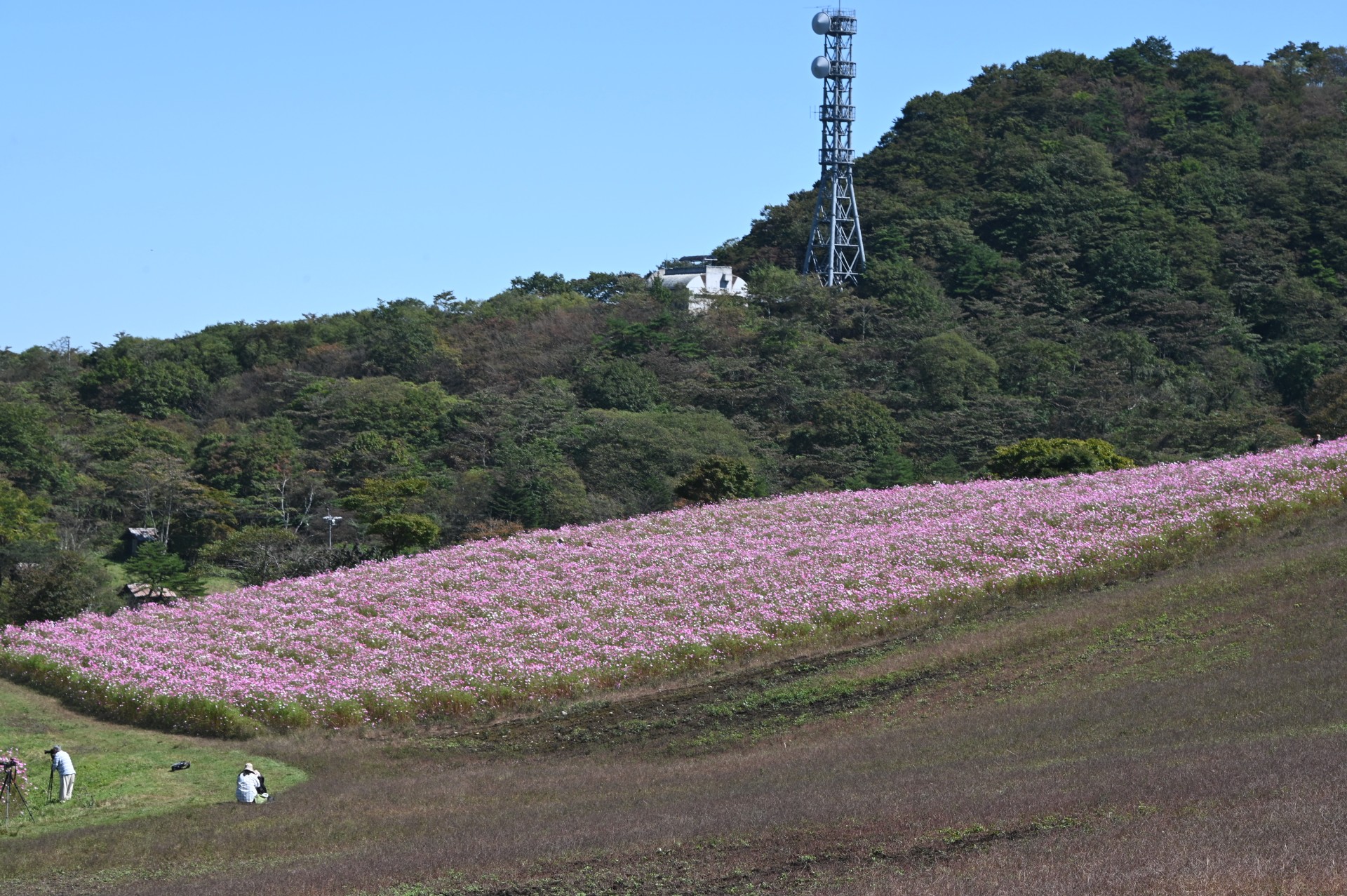 大コスモス園①（令和４年）