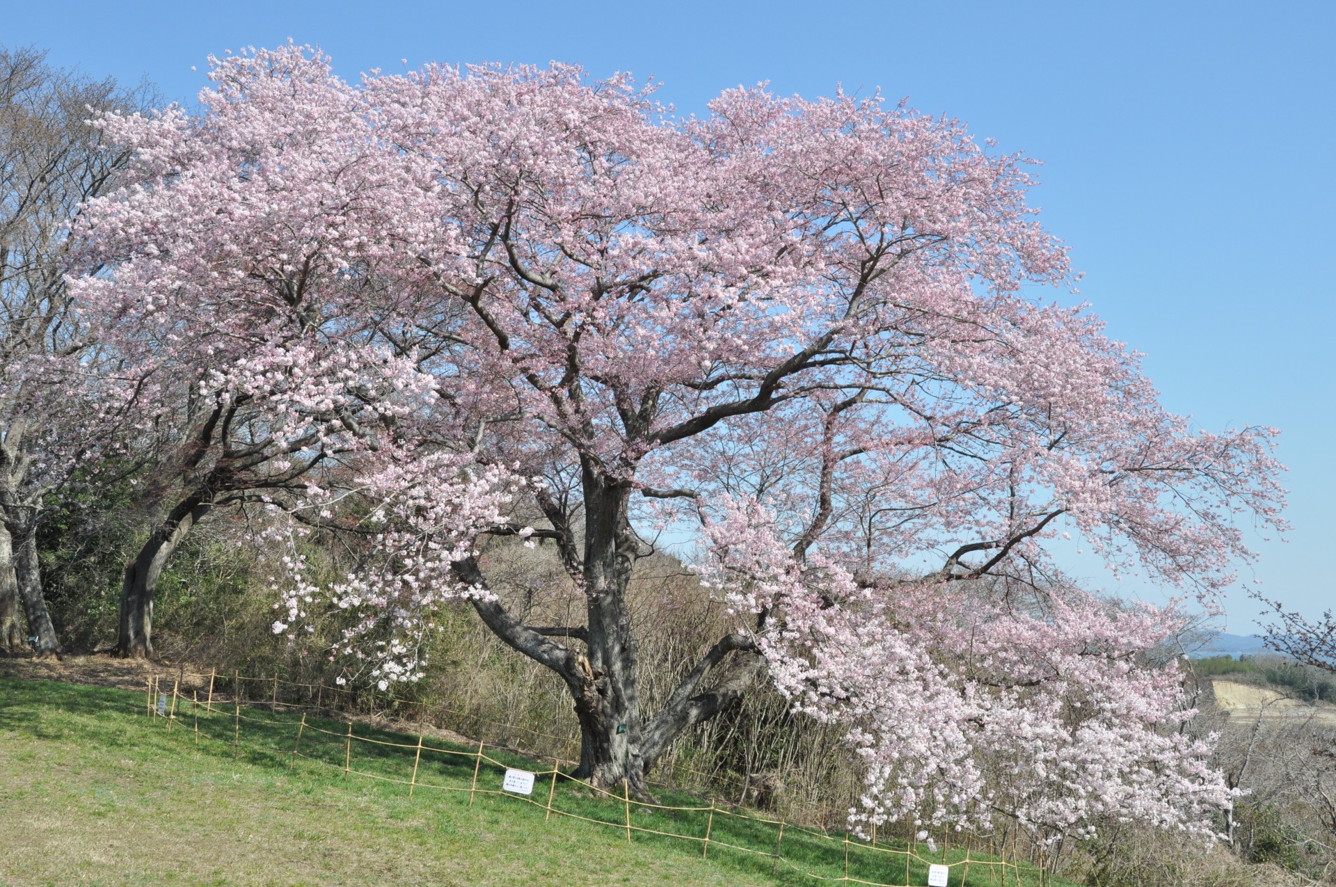 2023大木囲貝塚の桜_1