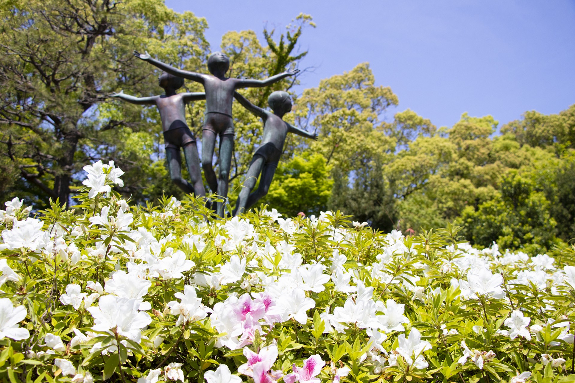 大倉公園ツツジ