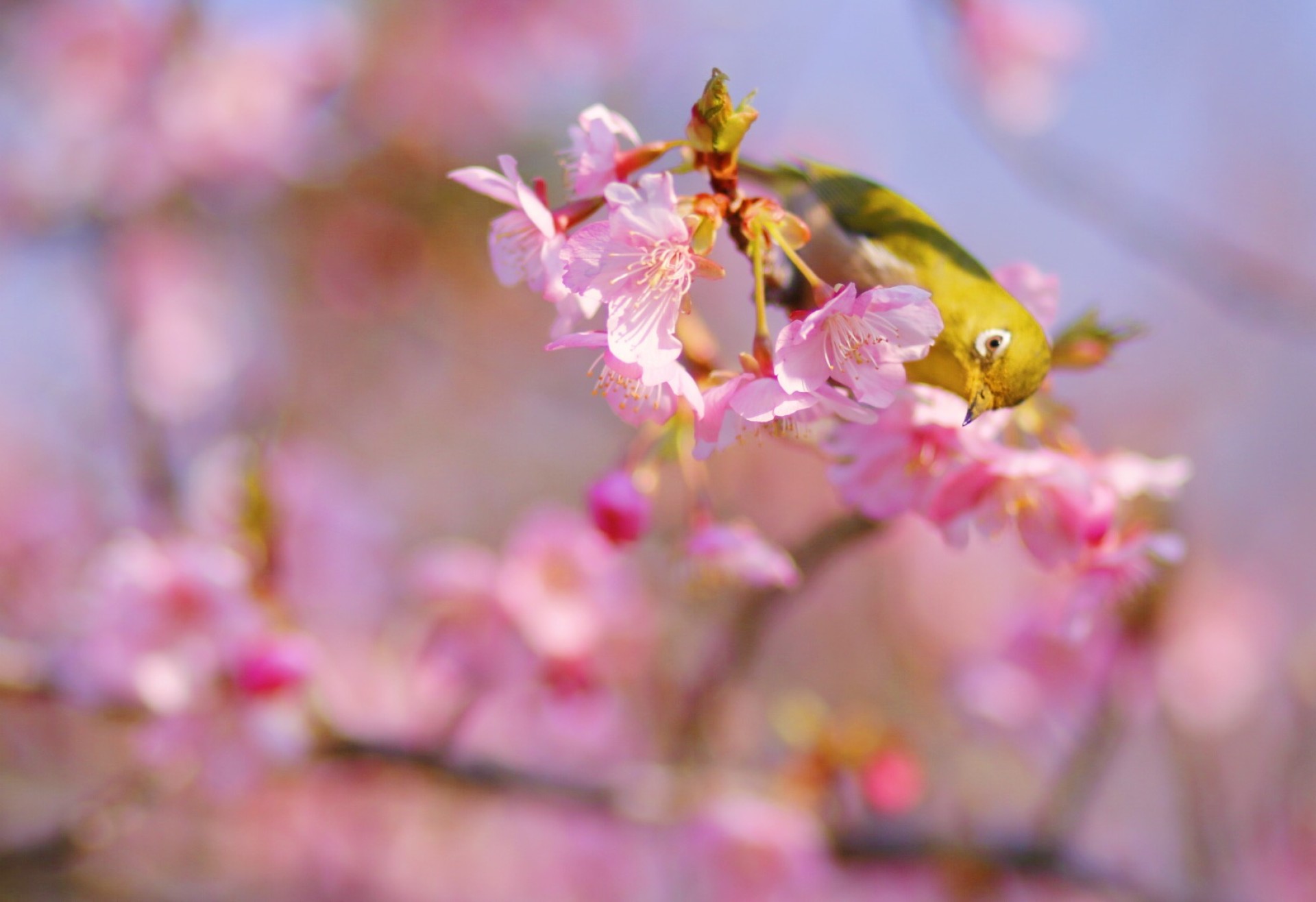 二ツ池公園河津桜とメジロ