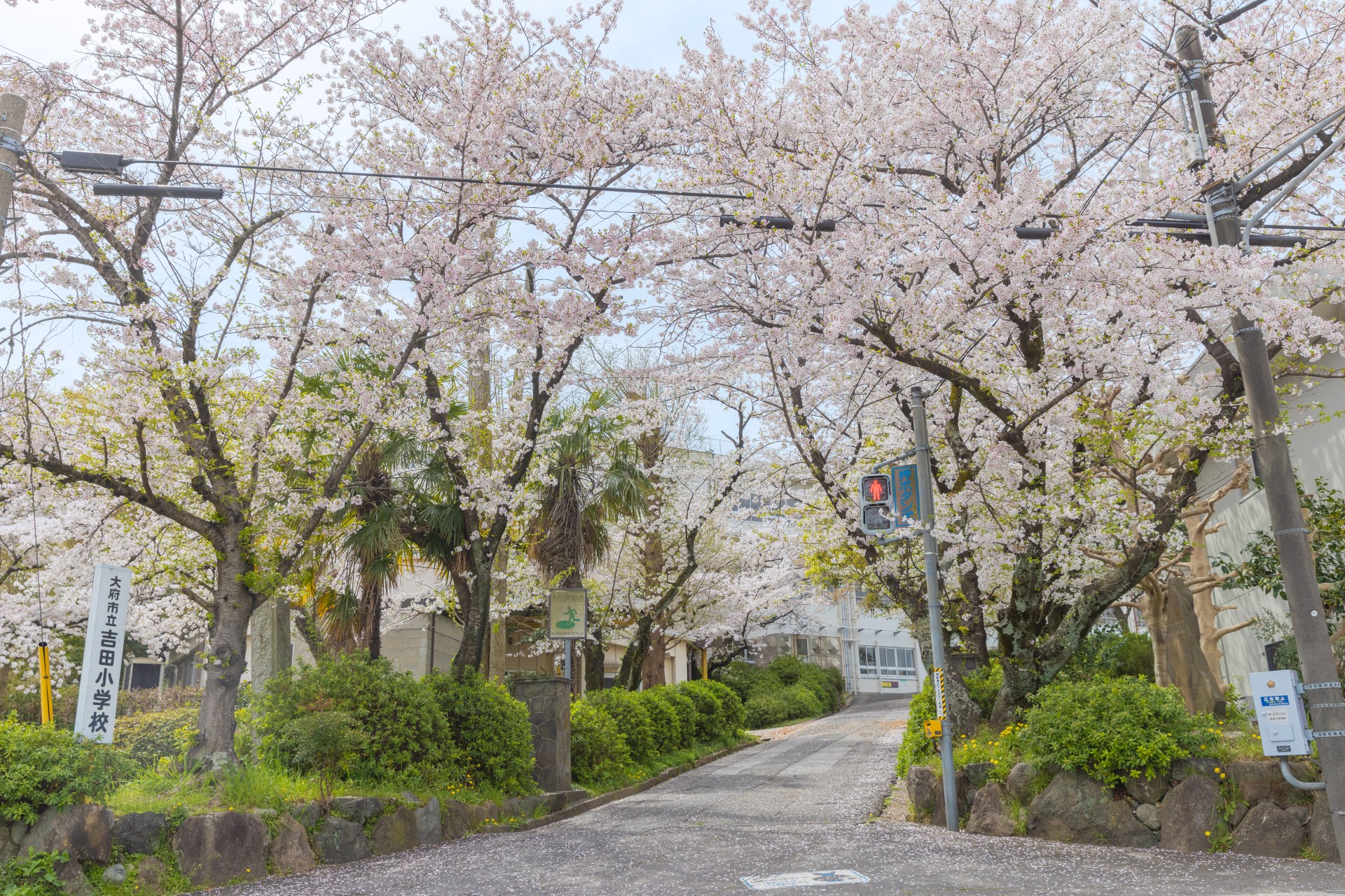 吉田小学校桜並木