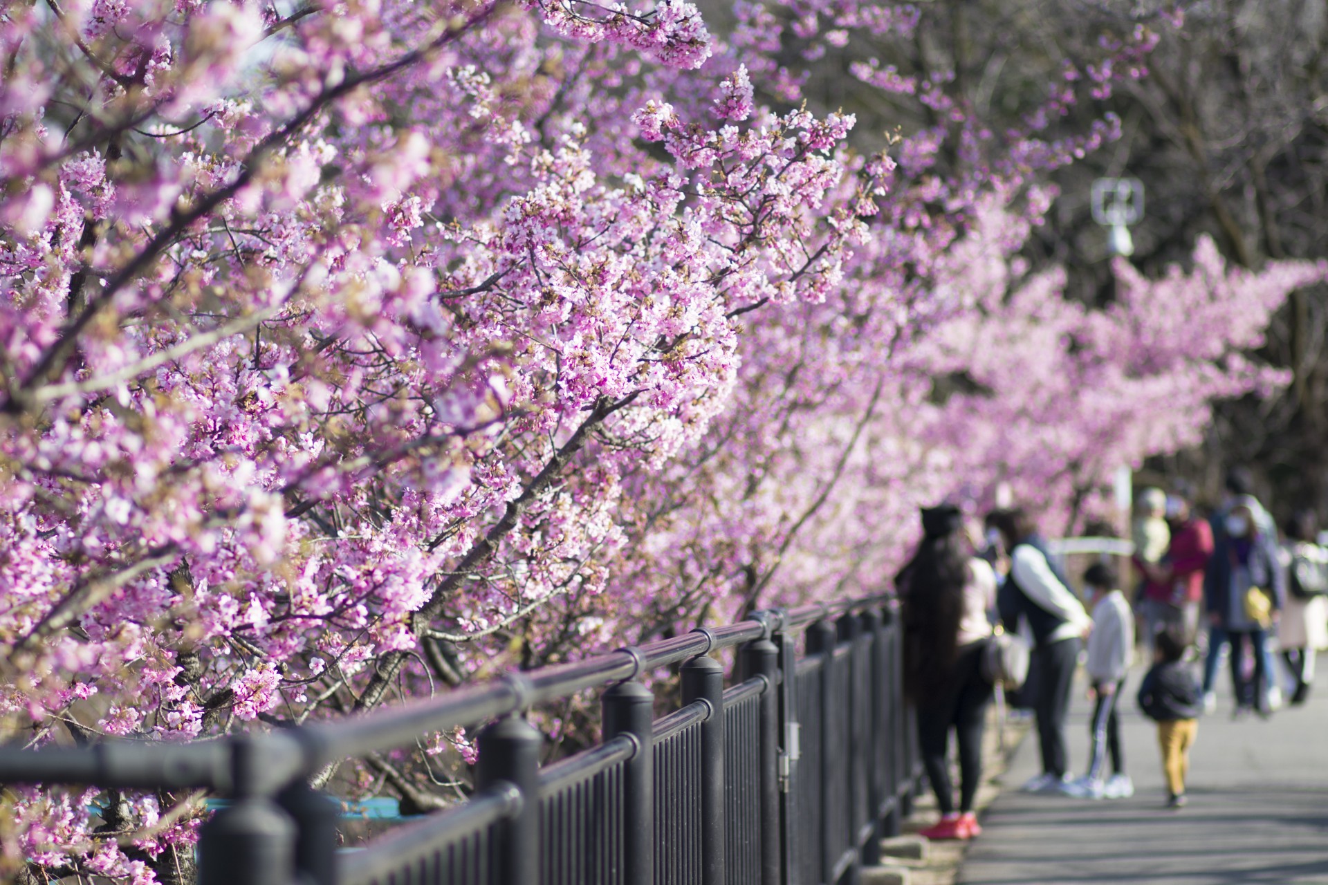 二ツ池公園河津桜