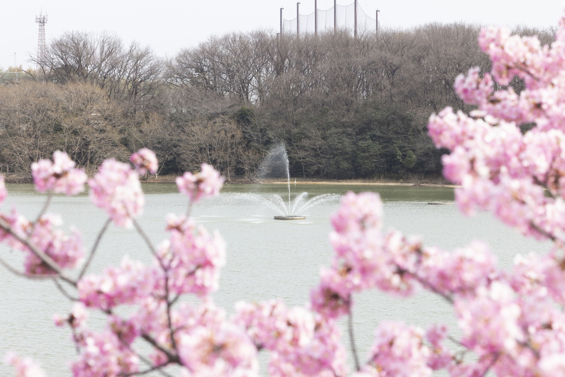 二ツ池公園河津桜と噴水