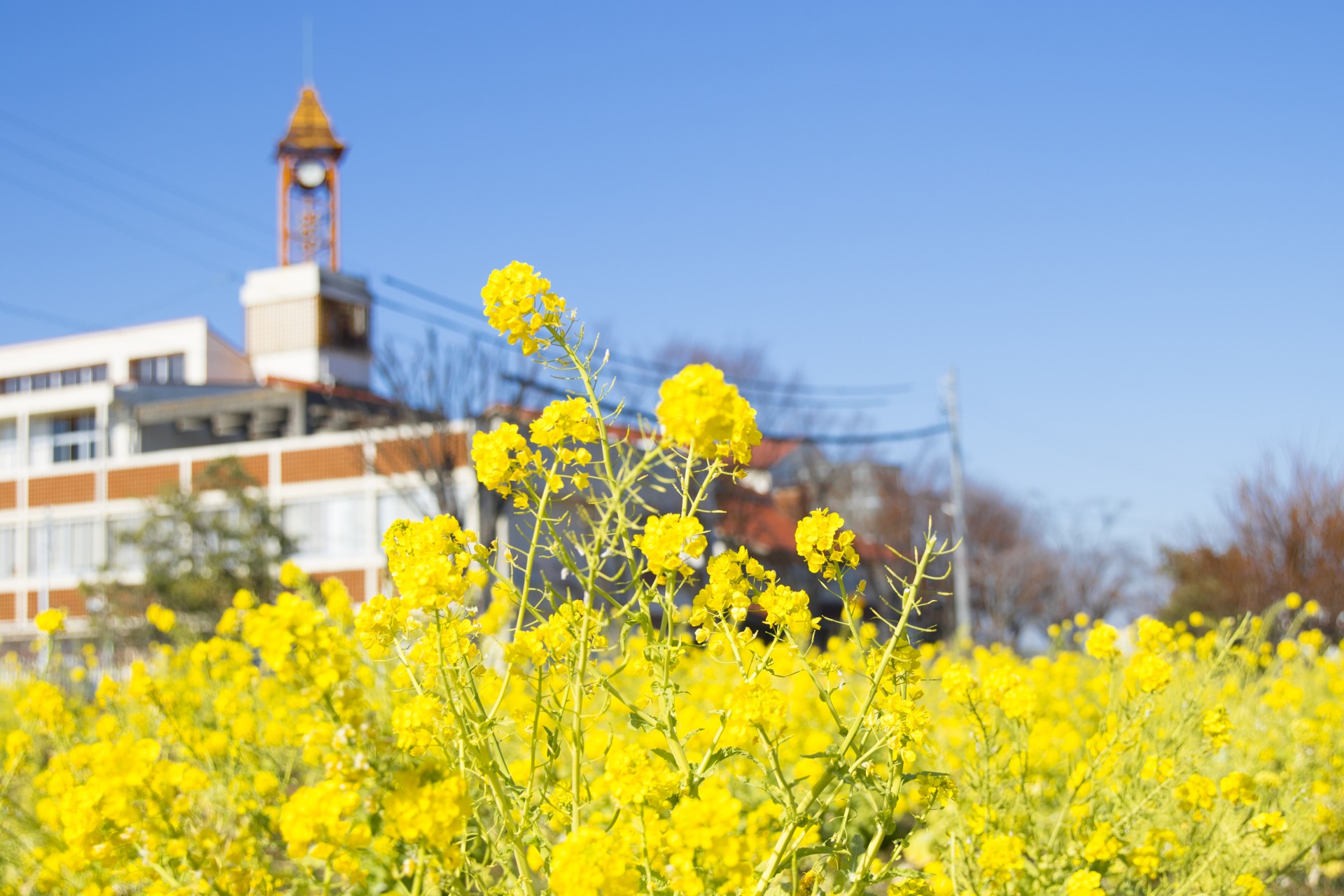 大府市立東山小学校付近の菜の花畑