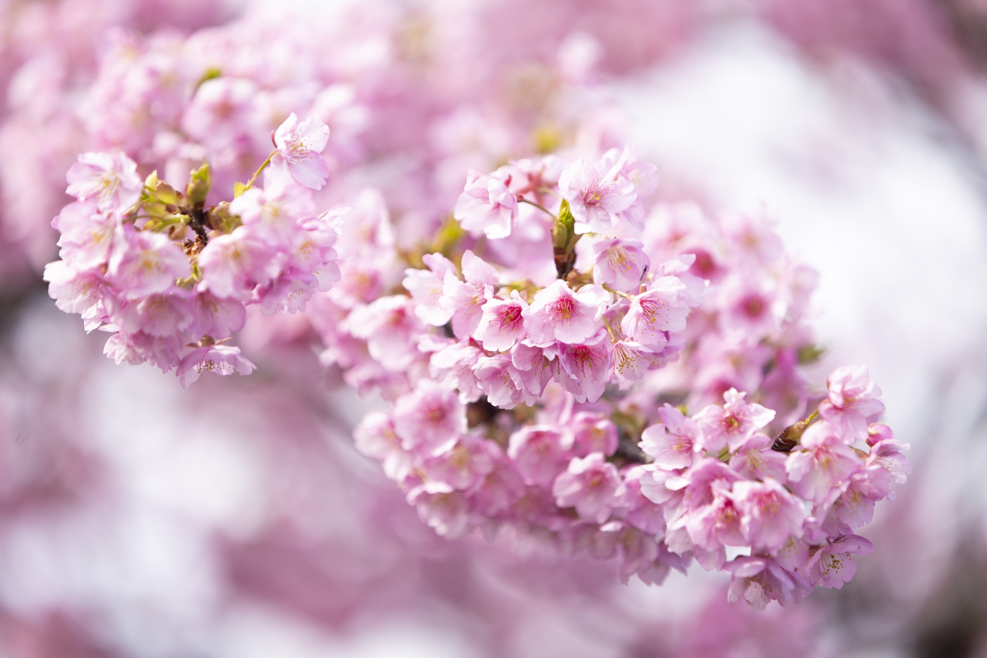 二ツ池公園の河津桜3