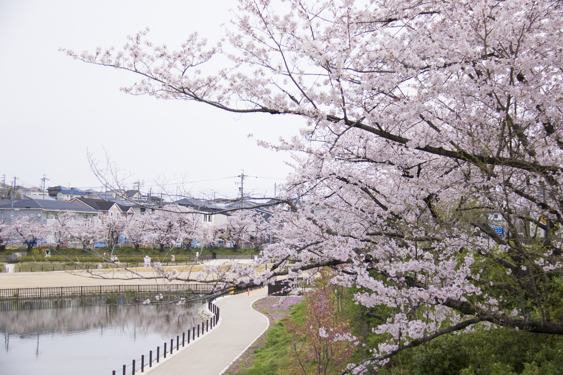 川池公園の桜