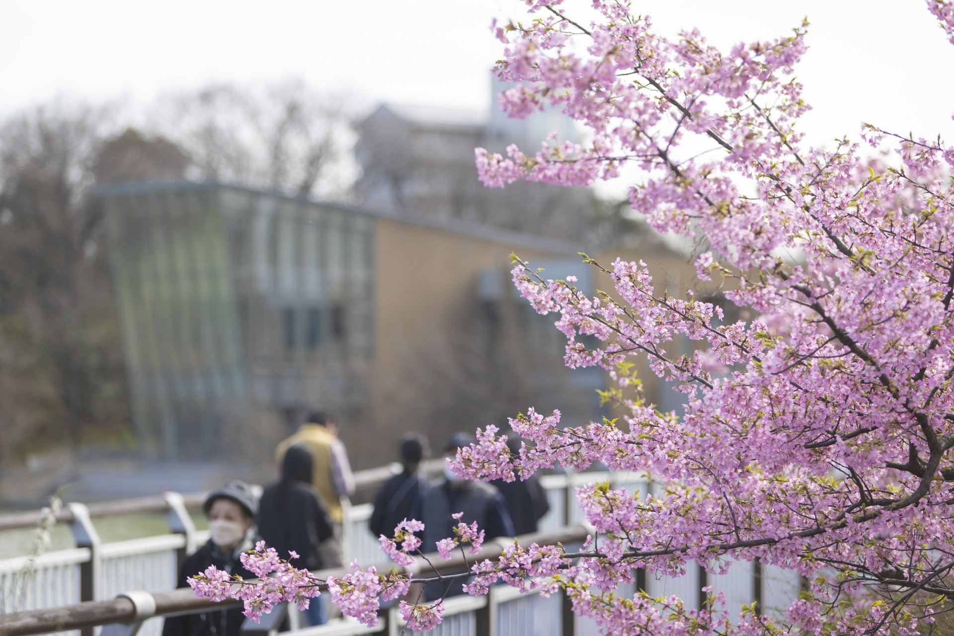 二ツ池公園の河津桜2