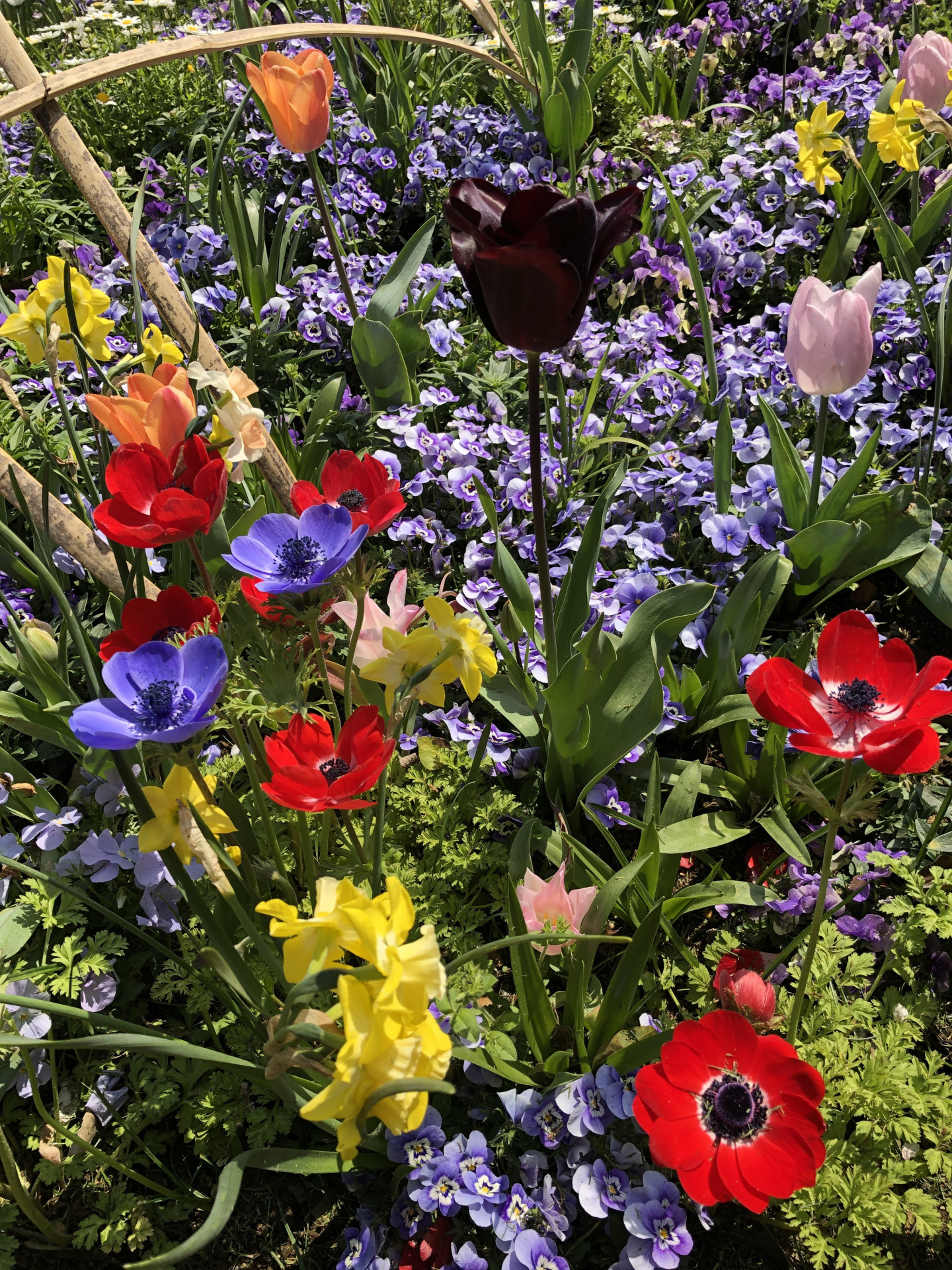 里山ガーデンの花々