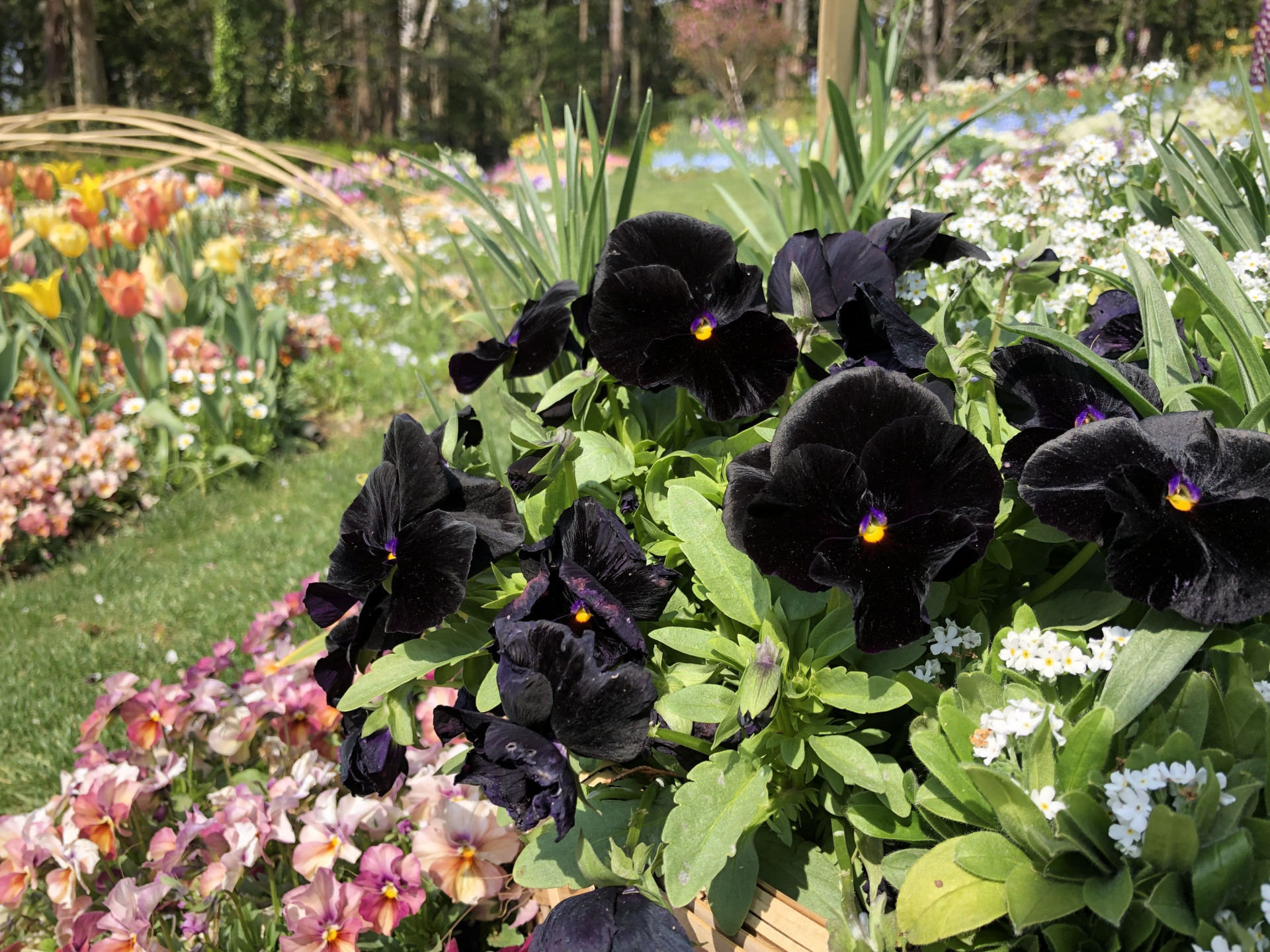 里山ガーデンの花々