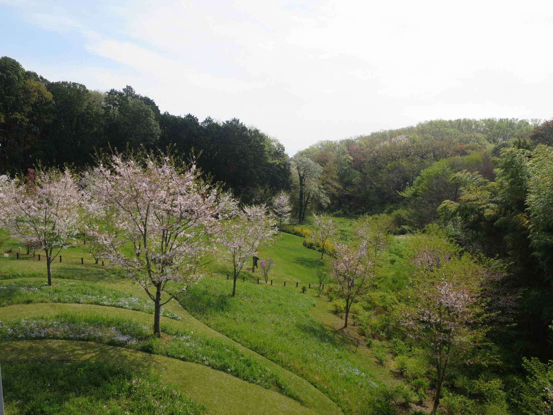 里山ガーデンの花々