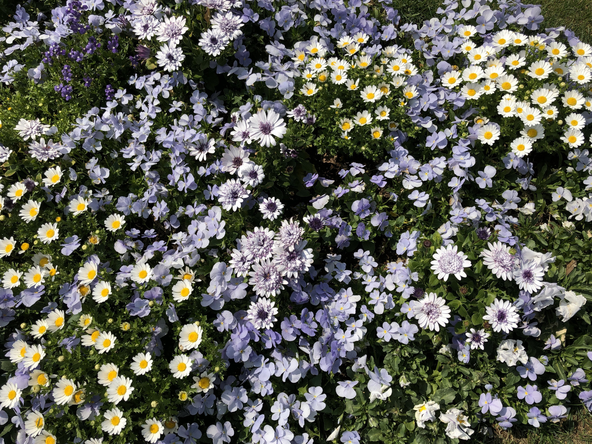 里山ガーデンの花々