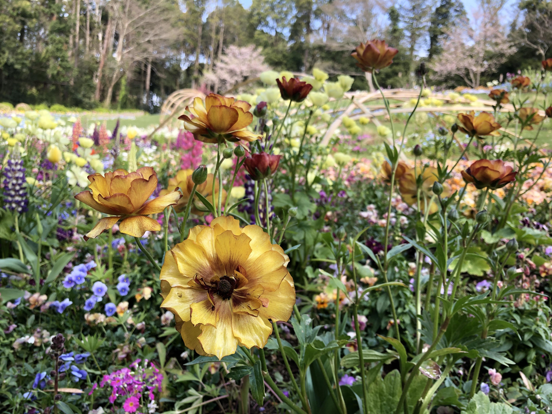 里山ガーデンの花々