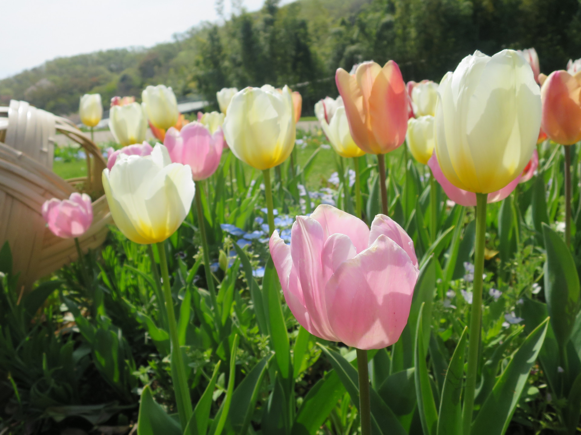 里山ガーデンの花々