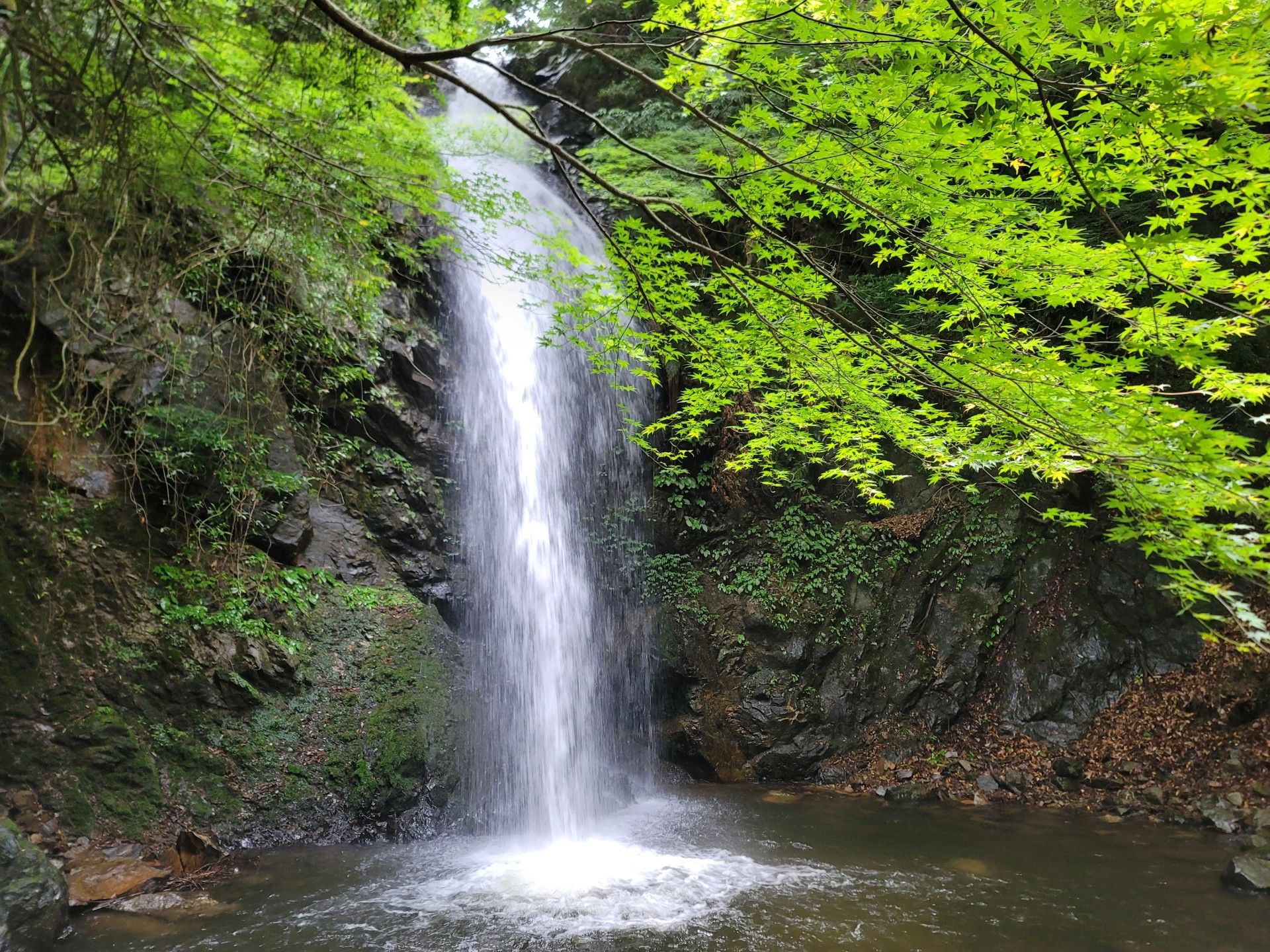 白藤滝