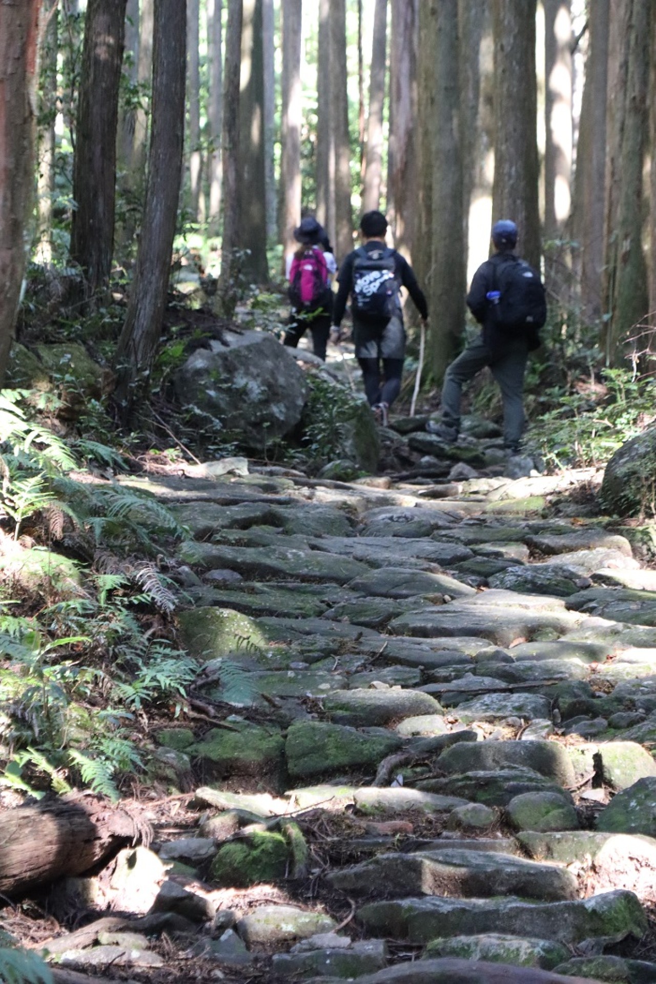 世界遺産熊野古道馬越峠