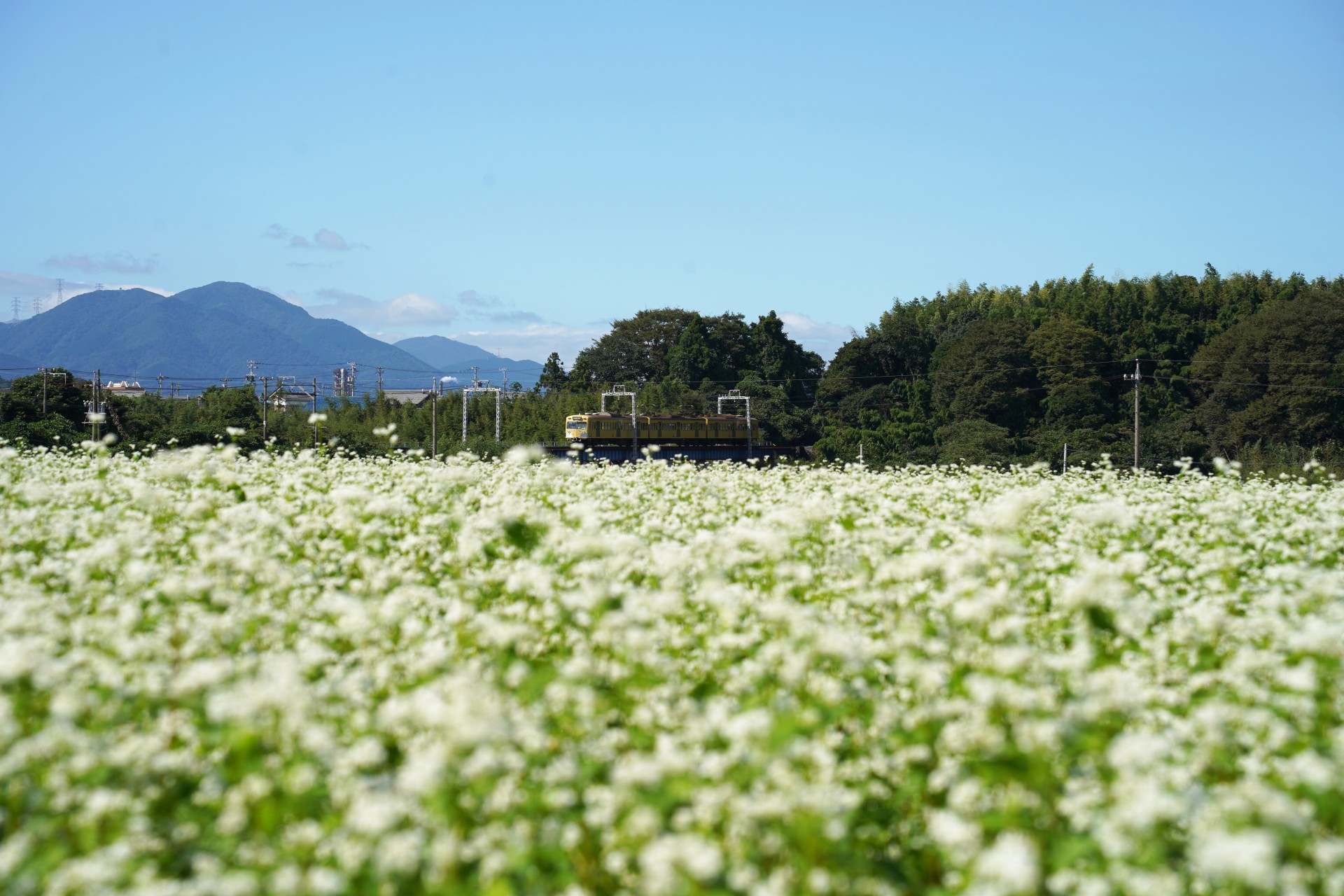 そば畑と三岐鉄道