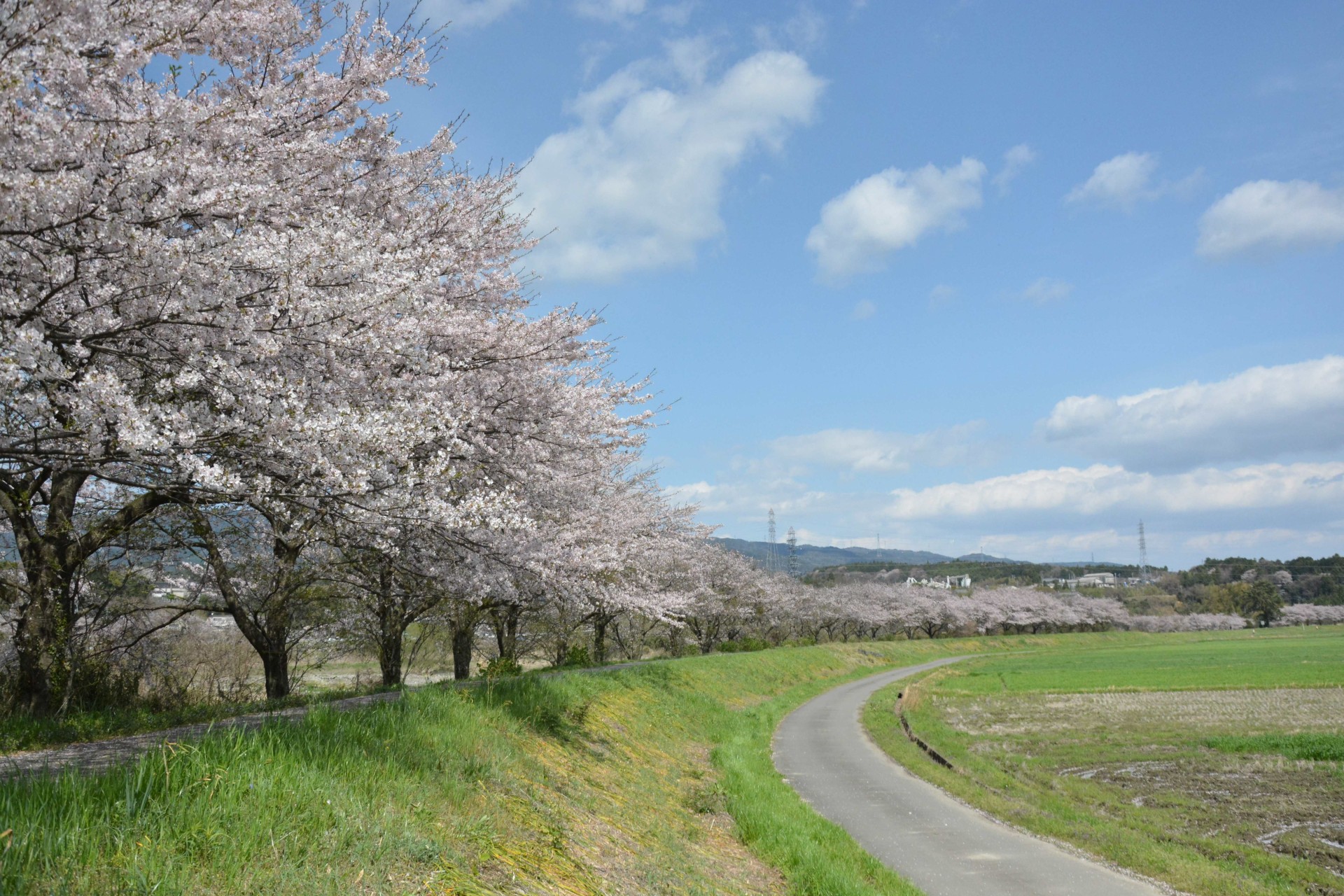 員弁川散歩道