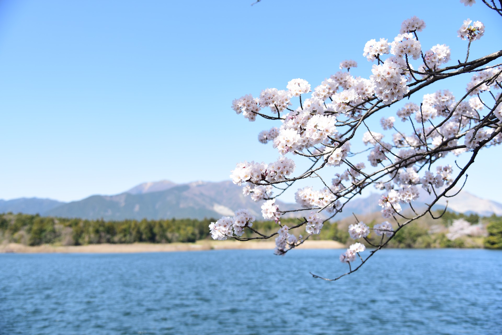 両ヶ池_桜