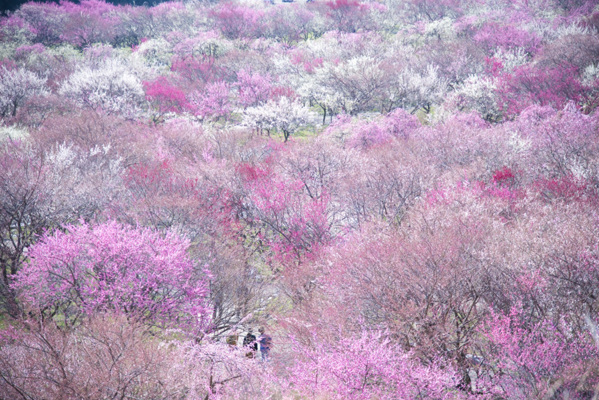 梅林公園